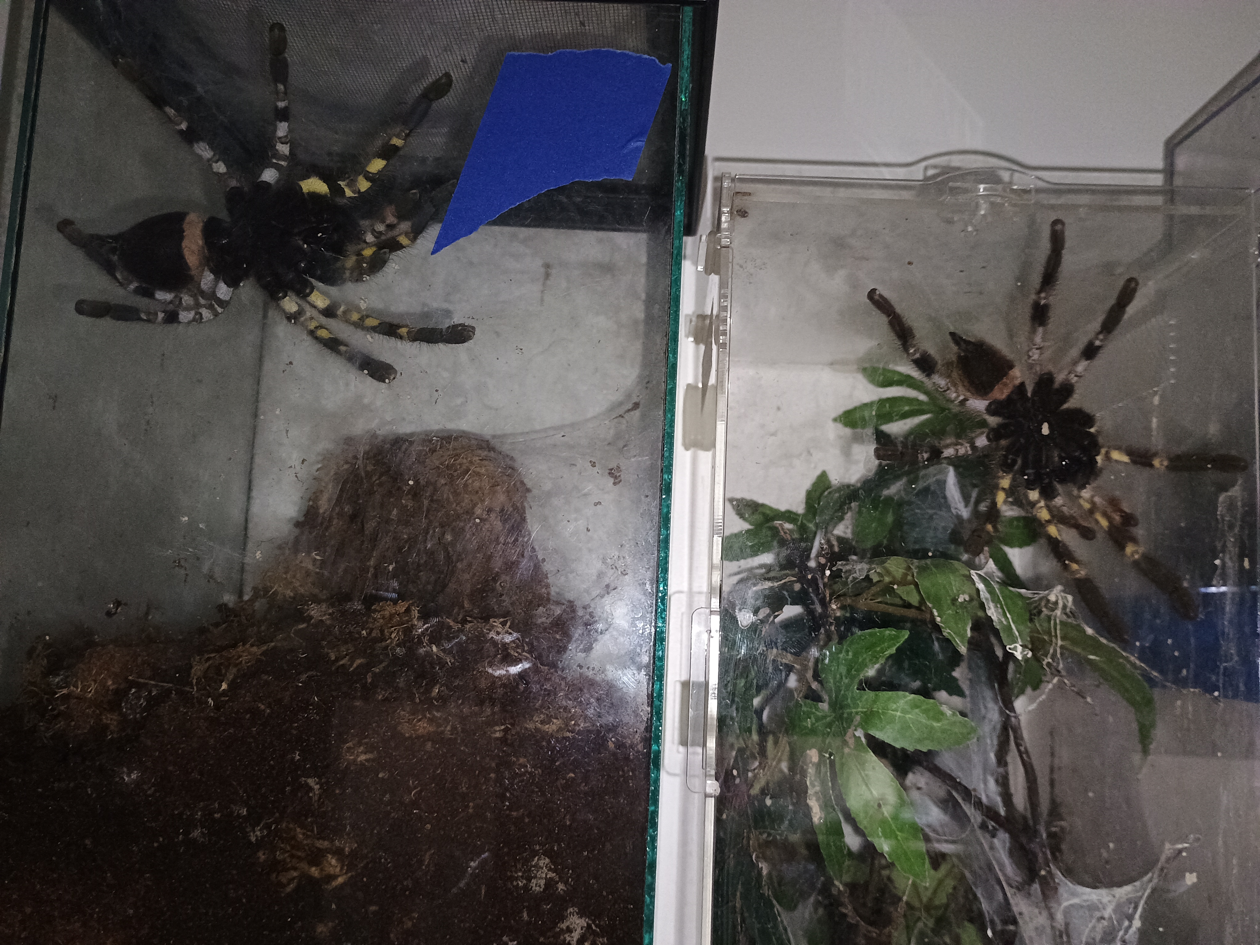 A pair of p. Regalis