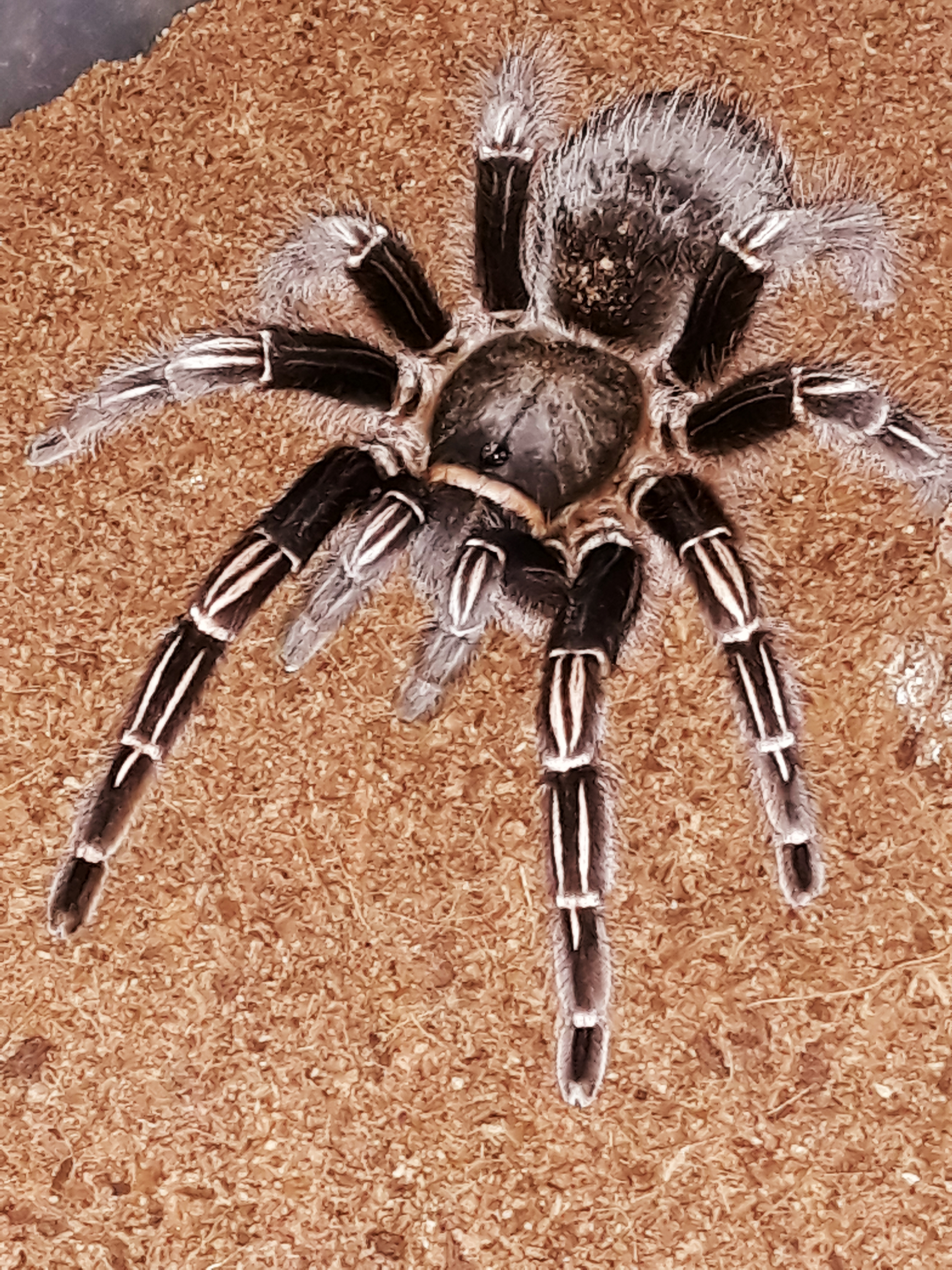 A. Seemani (Female) "Rapido"