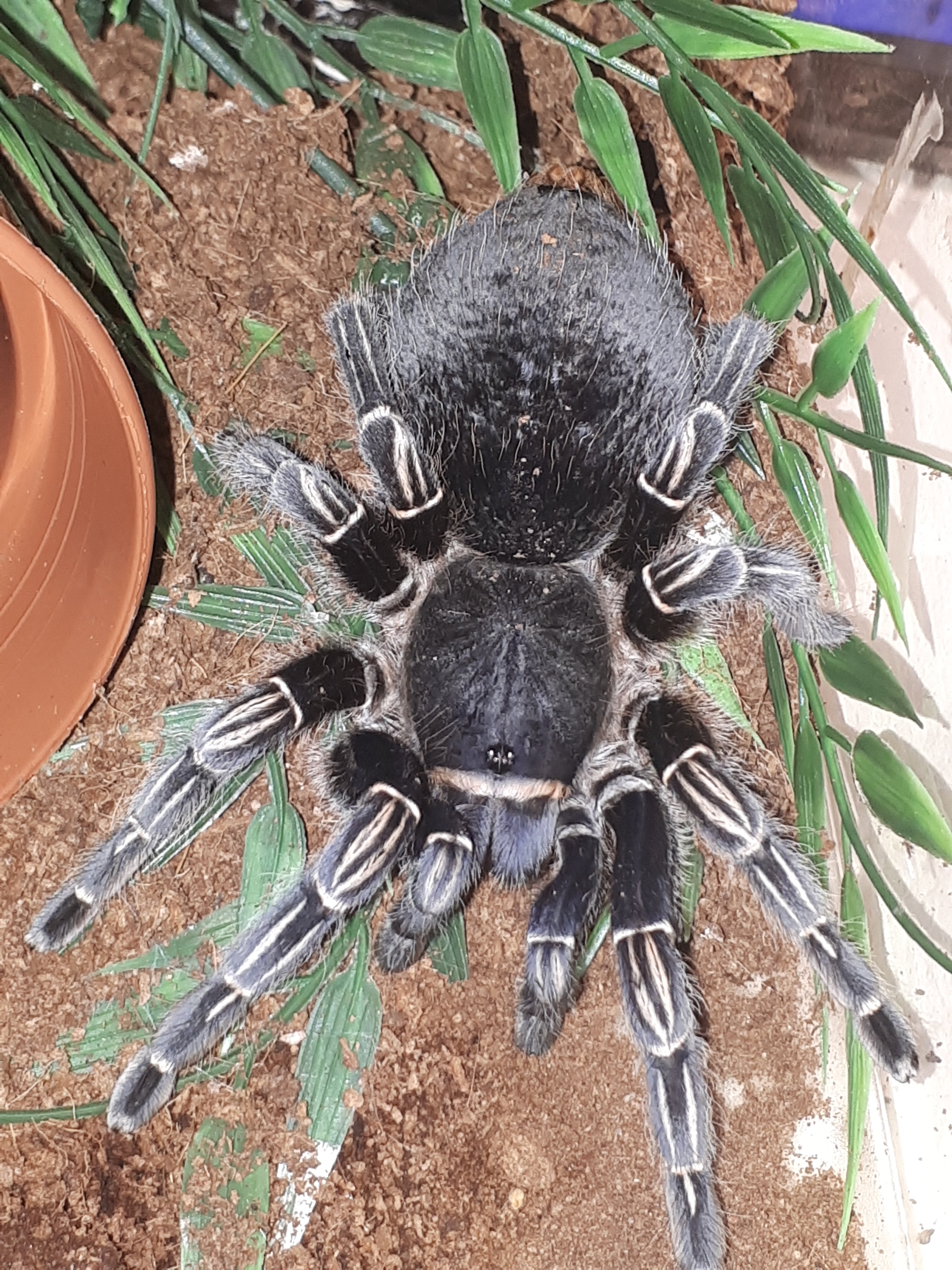 A. seemanni