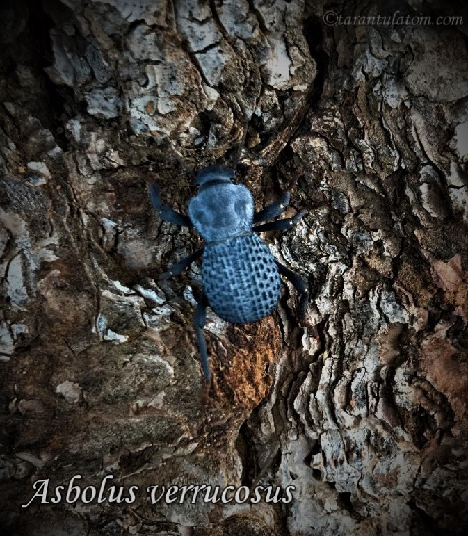 A. verrucosus