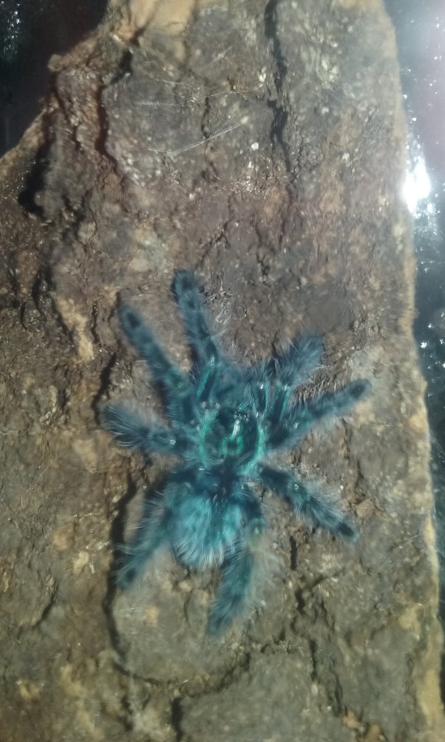 A. Versicolor. How cute?