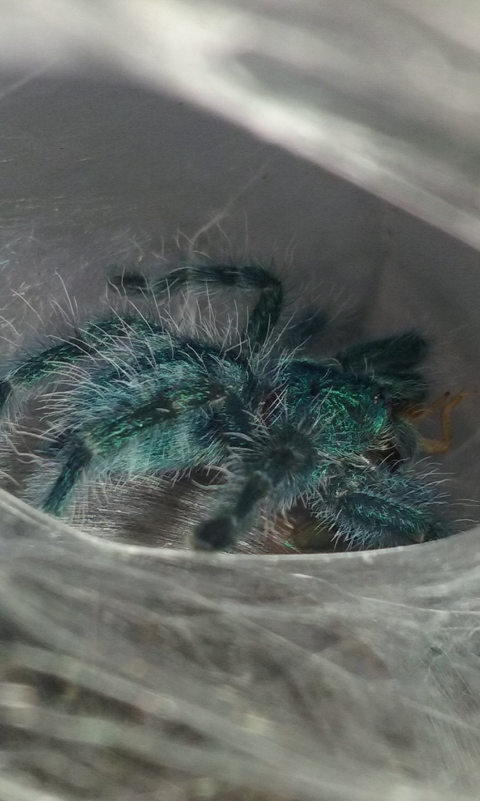 A. Versicolor  (Tink)