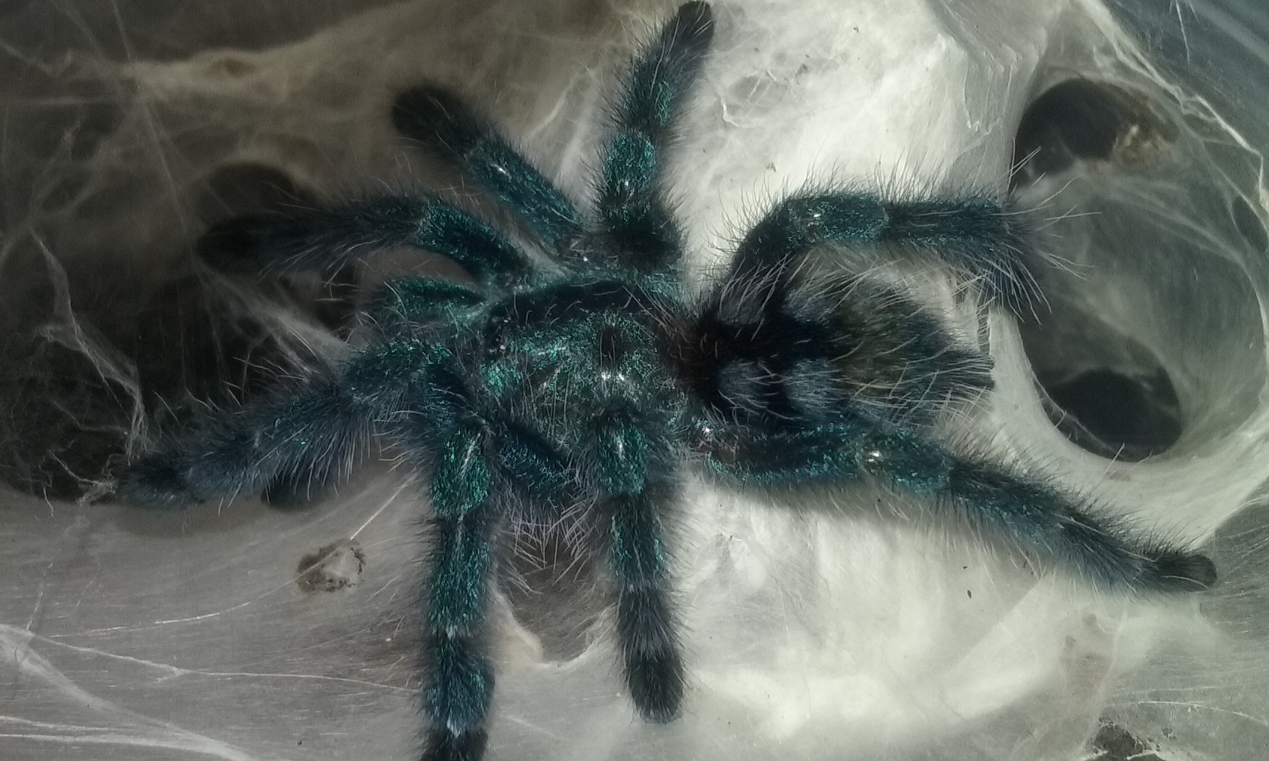 A. Versicolor (Tink)