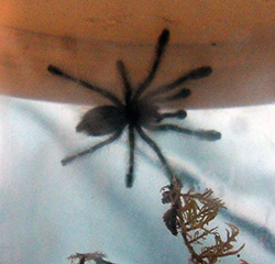 A. Versicolour Sling