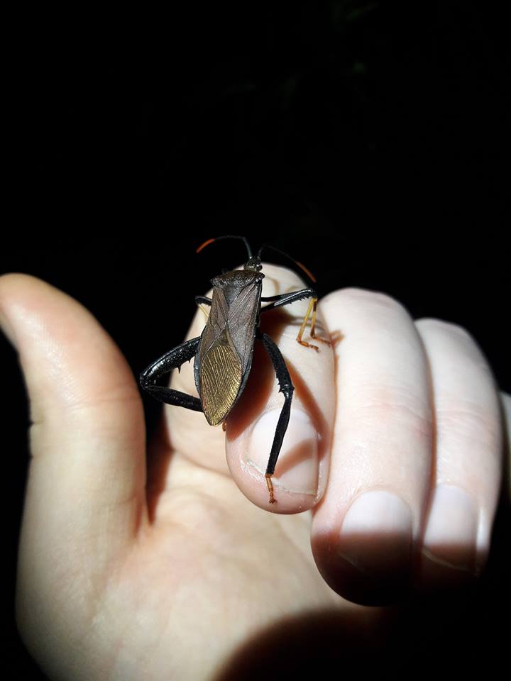 Acanthocephala thomasi -Giant agave bug