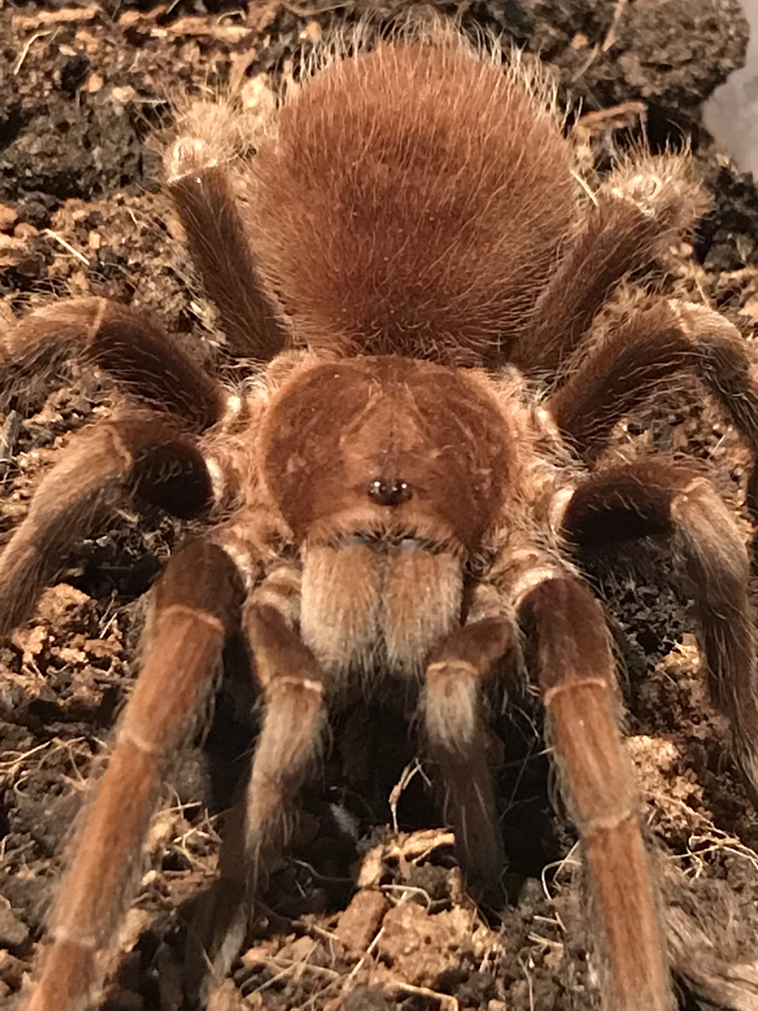 Acanthoscurria Antillensis