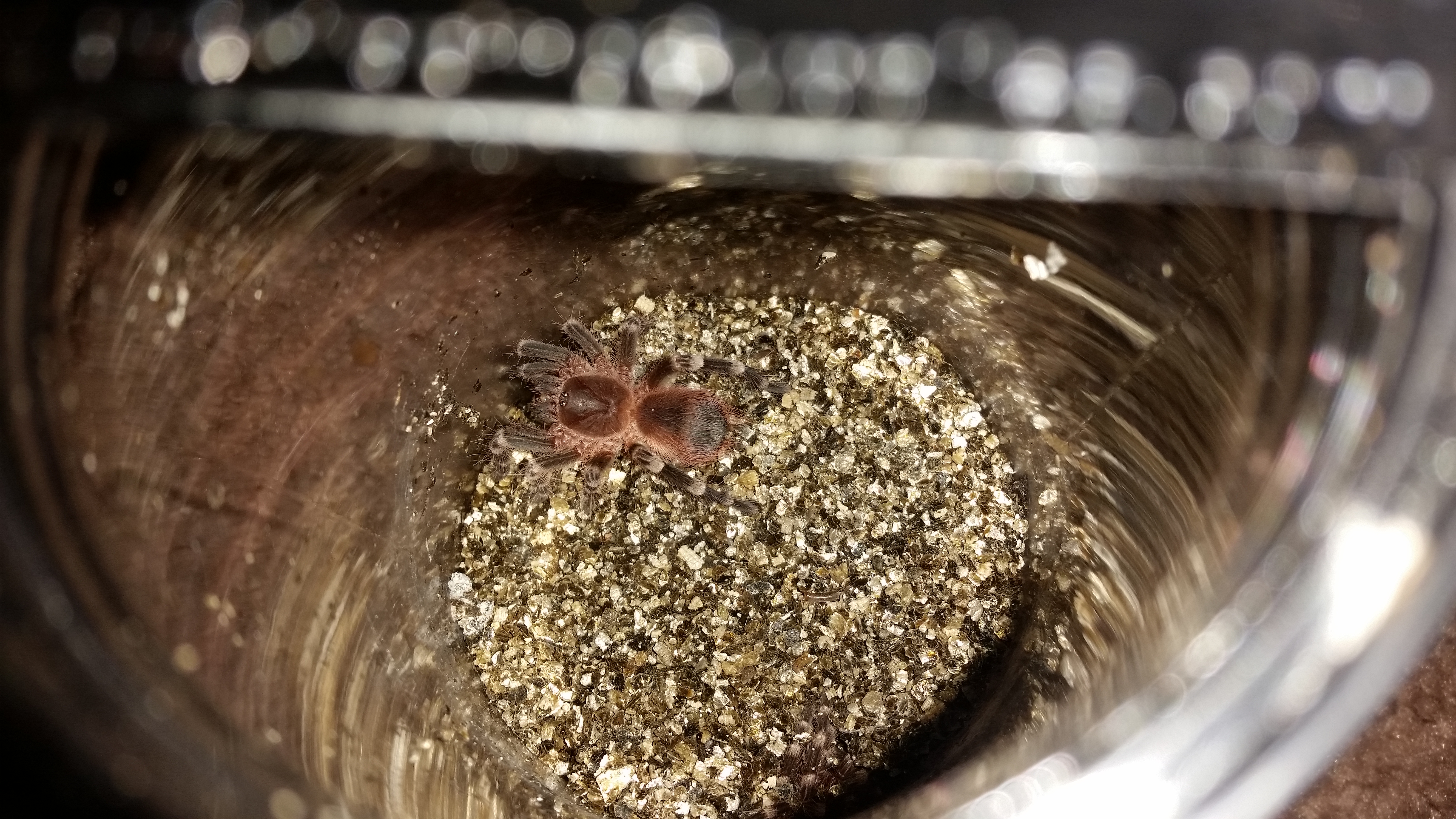 Acanthoscurria Brocklehursti