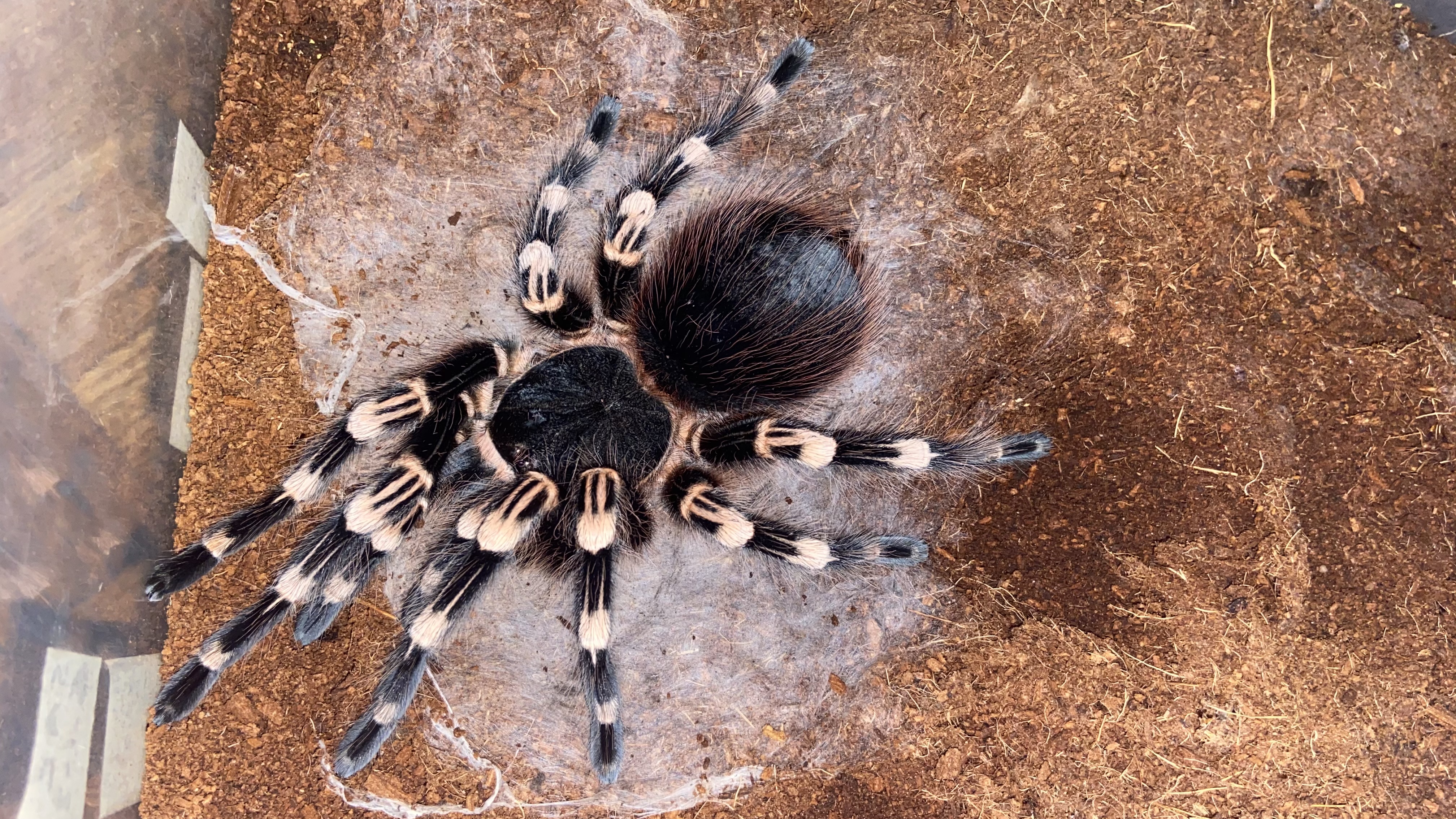 Acanthoscurria geniculata Adult female