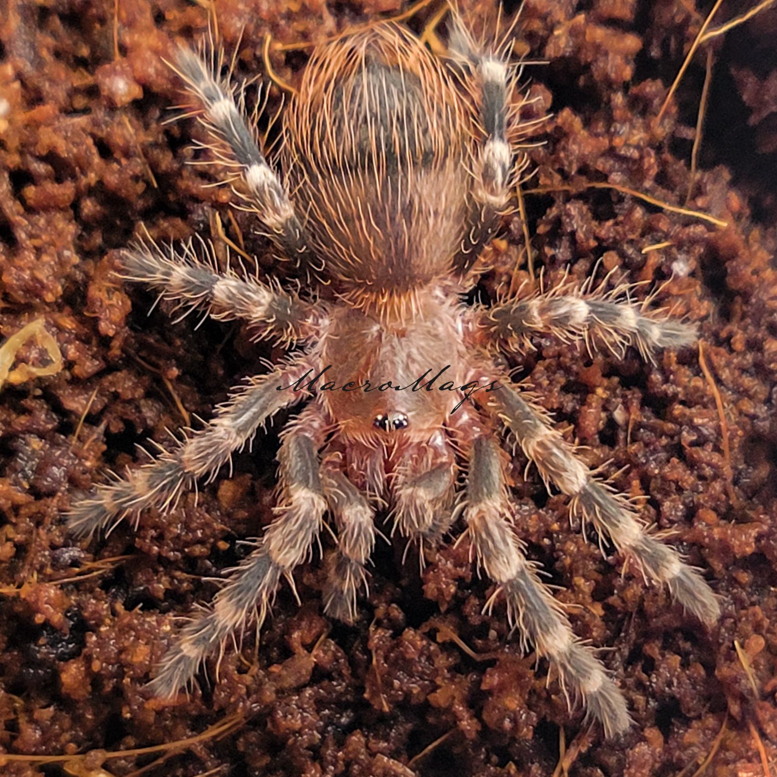 Acanthoscurria geniculata.jpg