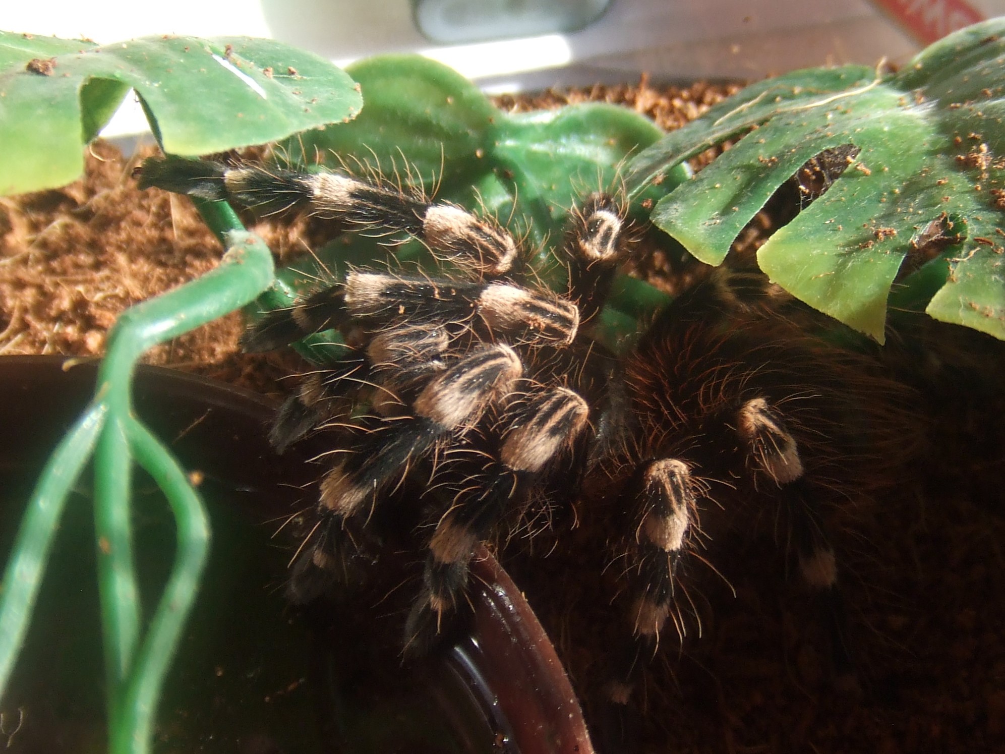 Acanthoscurria geniculata - Rio