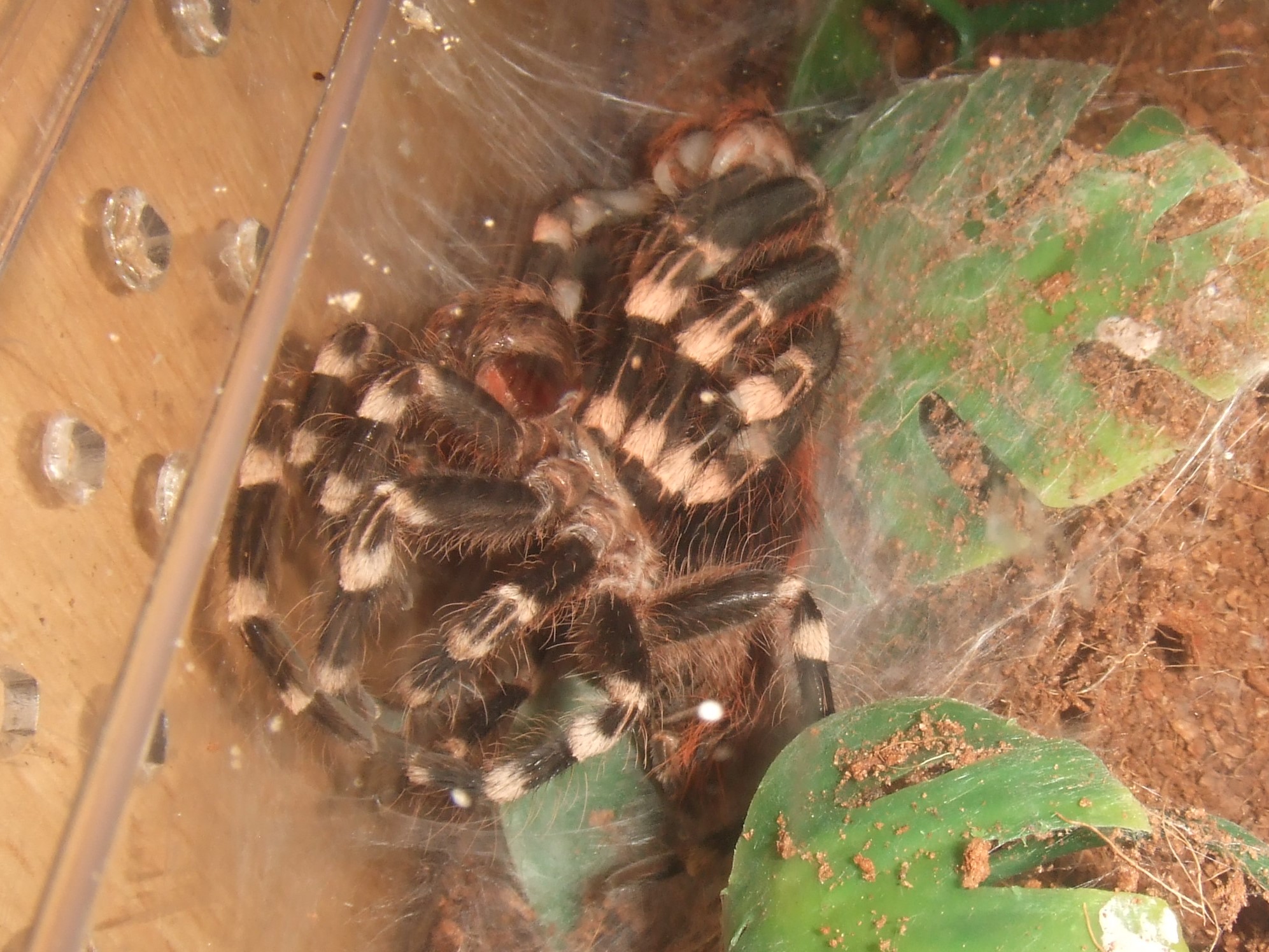 Acanthoscurria geniculata - Rio