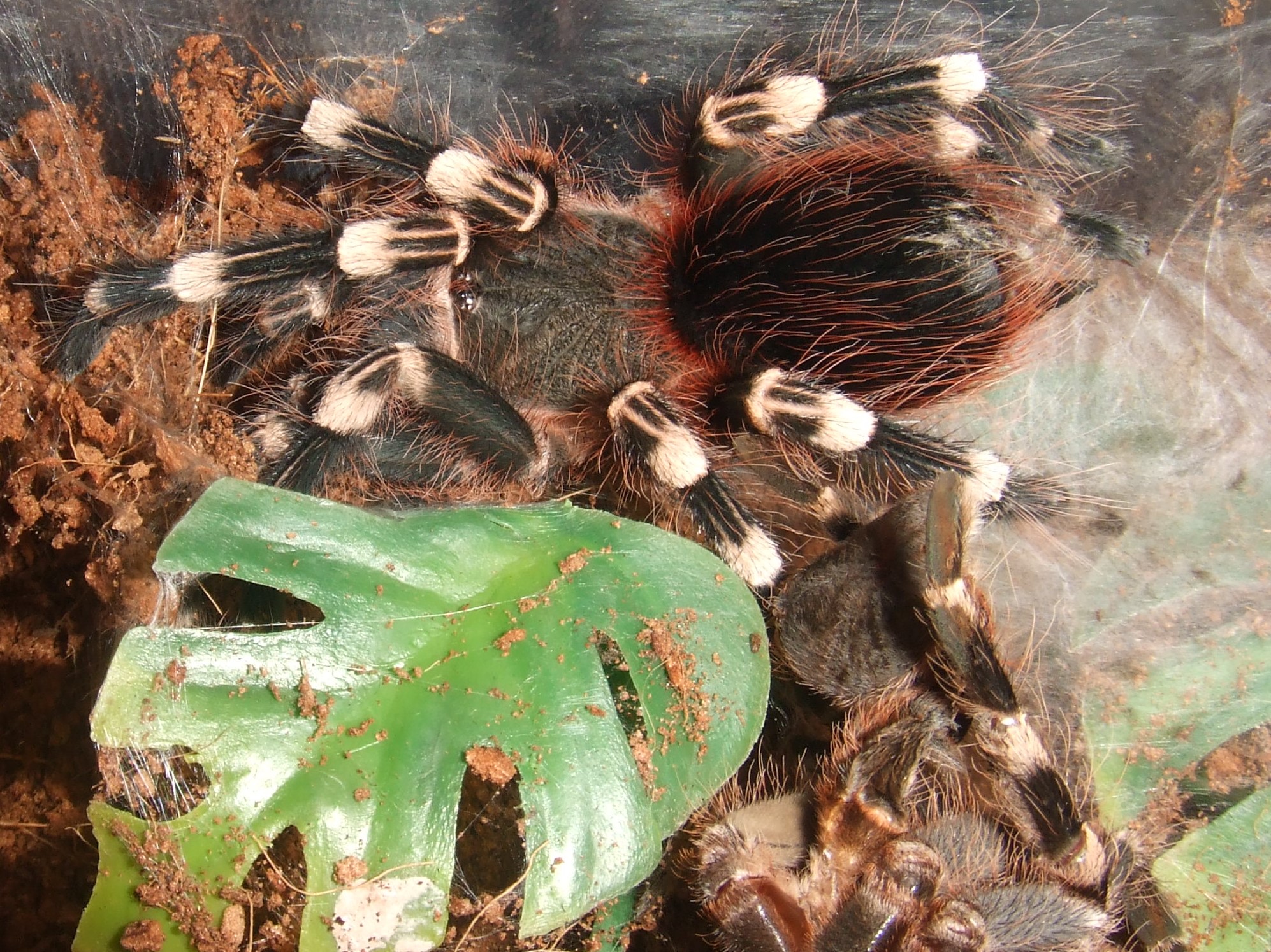 Acanthoscurria geniculata - Rio