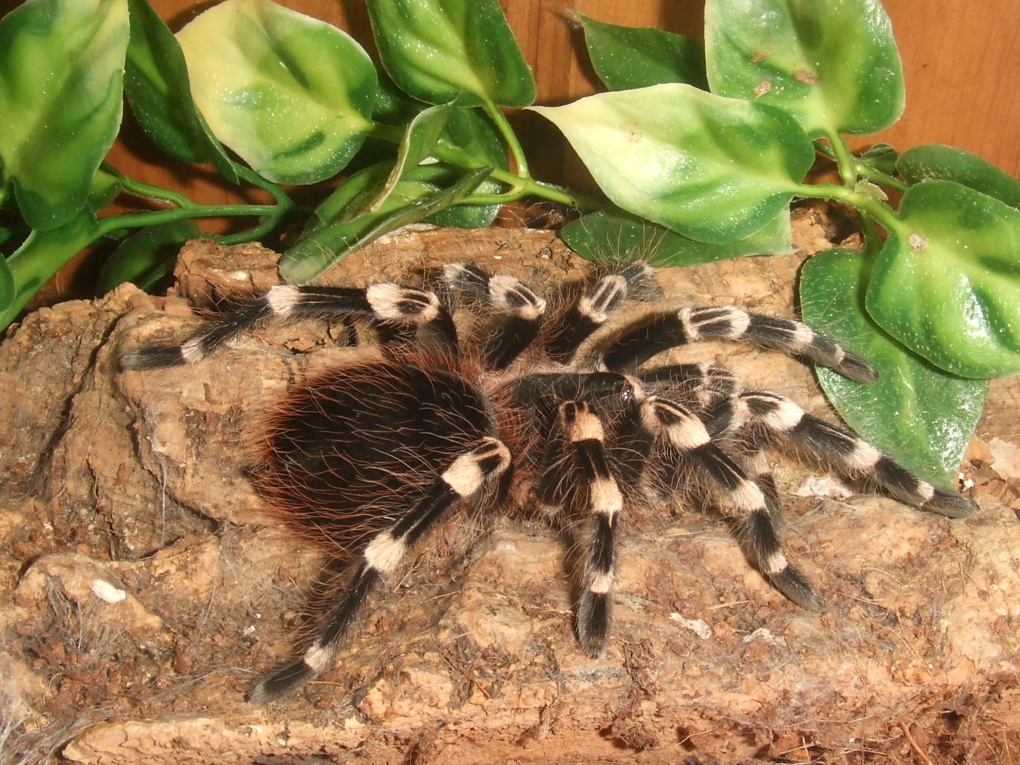 Acanthoscurria geniculata фото