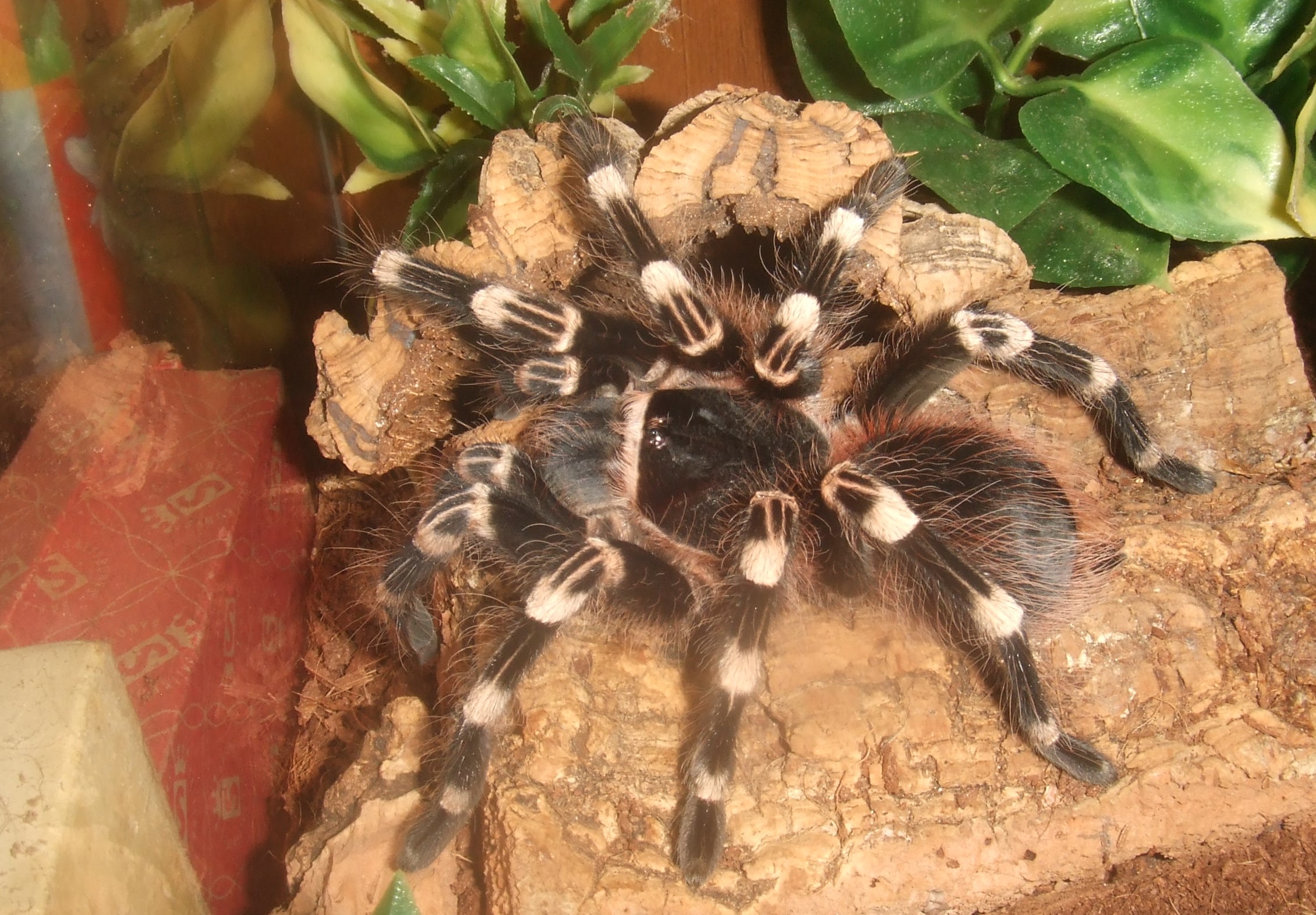 Acanthoscurria geniculata - Rio