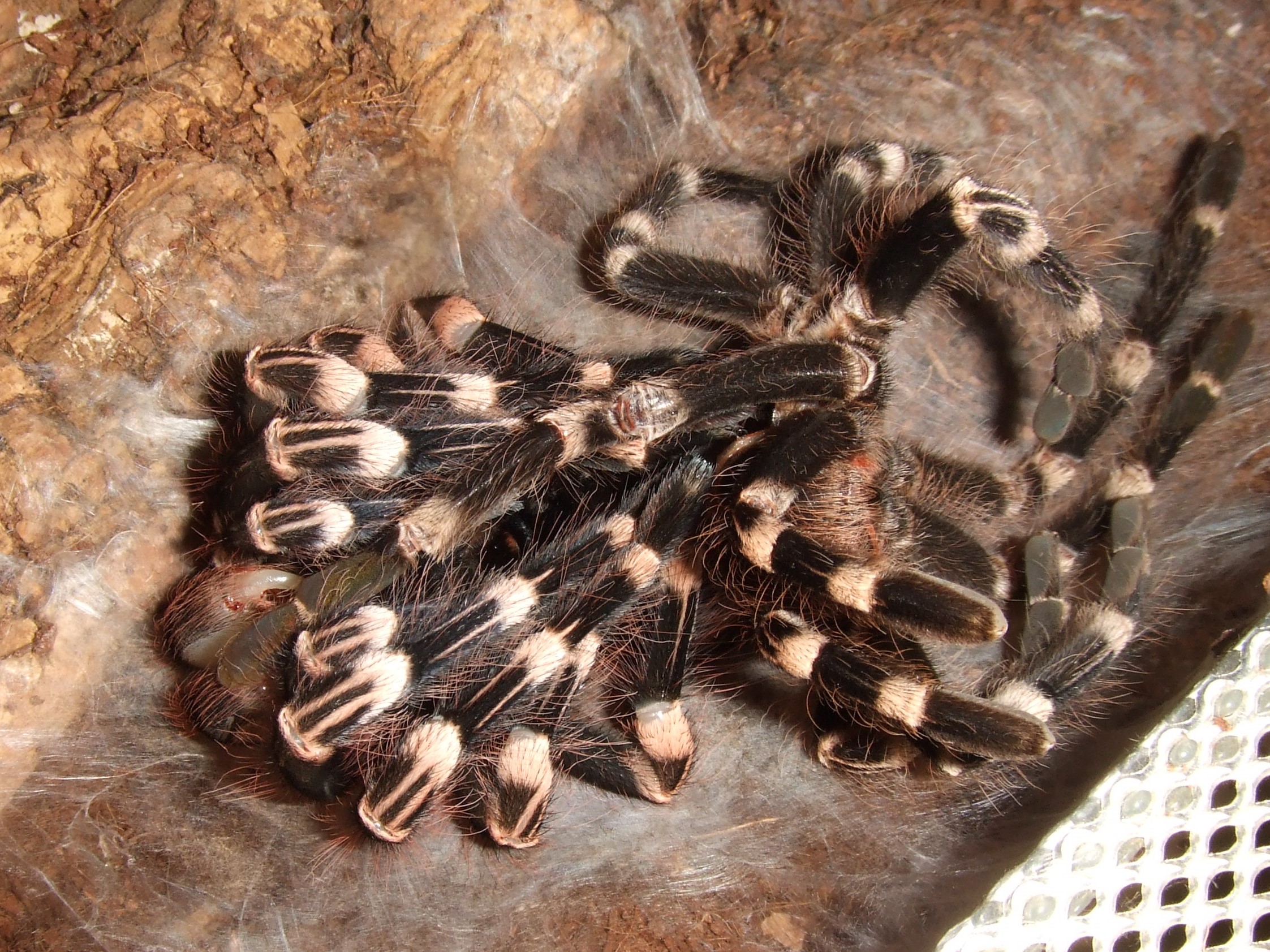 Acanthoscurria geniculata - Rio