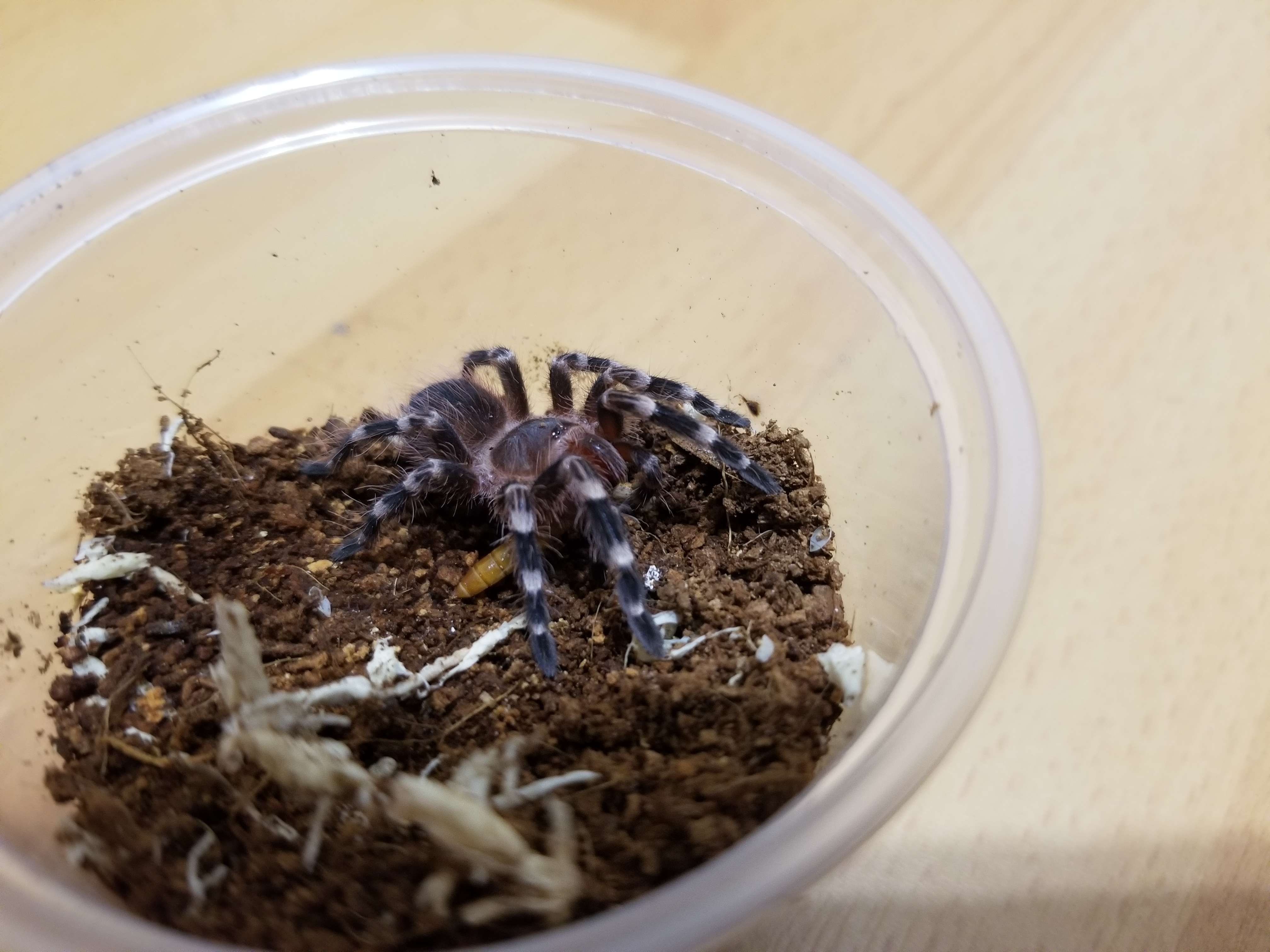 Acanthoscurria geniculata