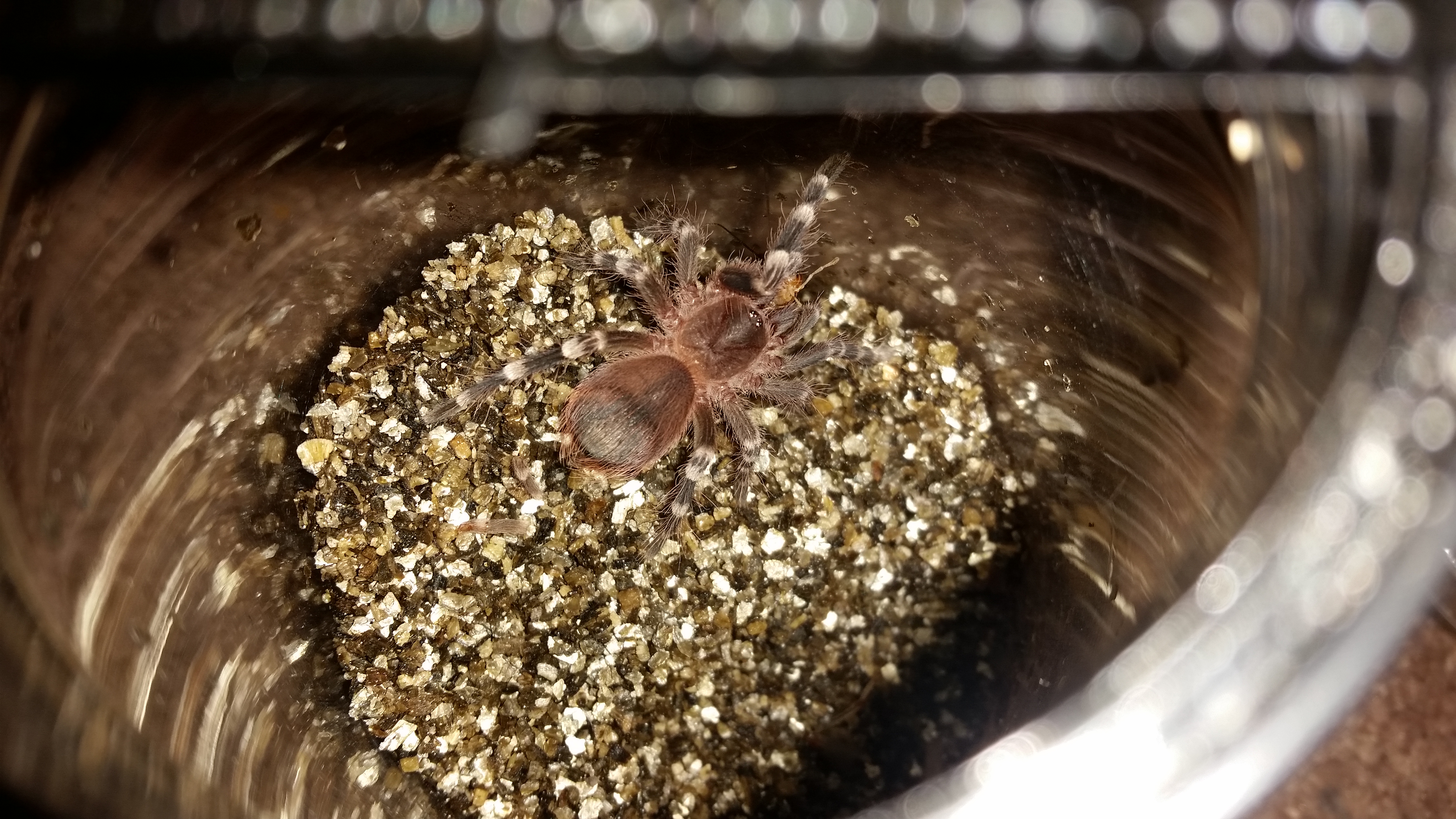 Acanthoscurria geniculata