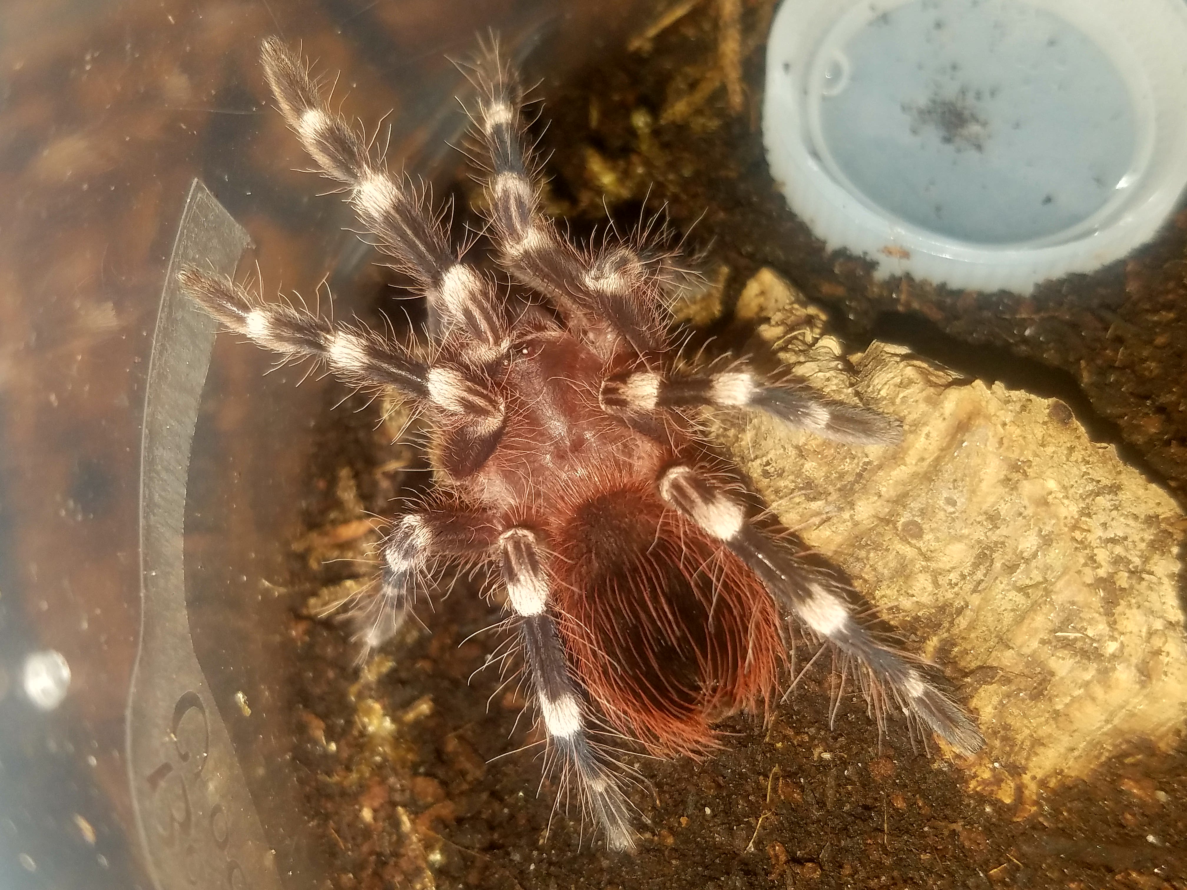 Acanthoscurria geniculata