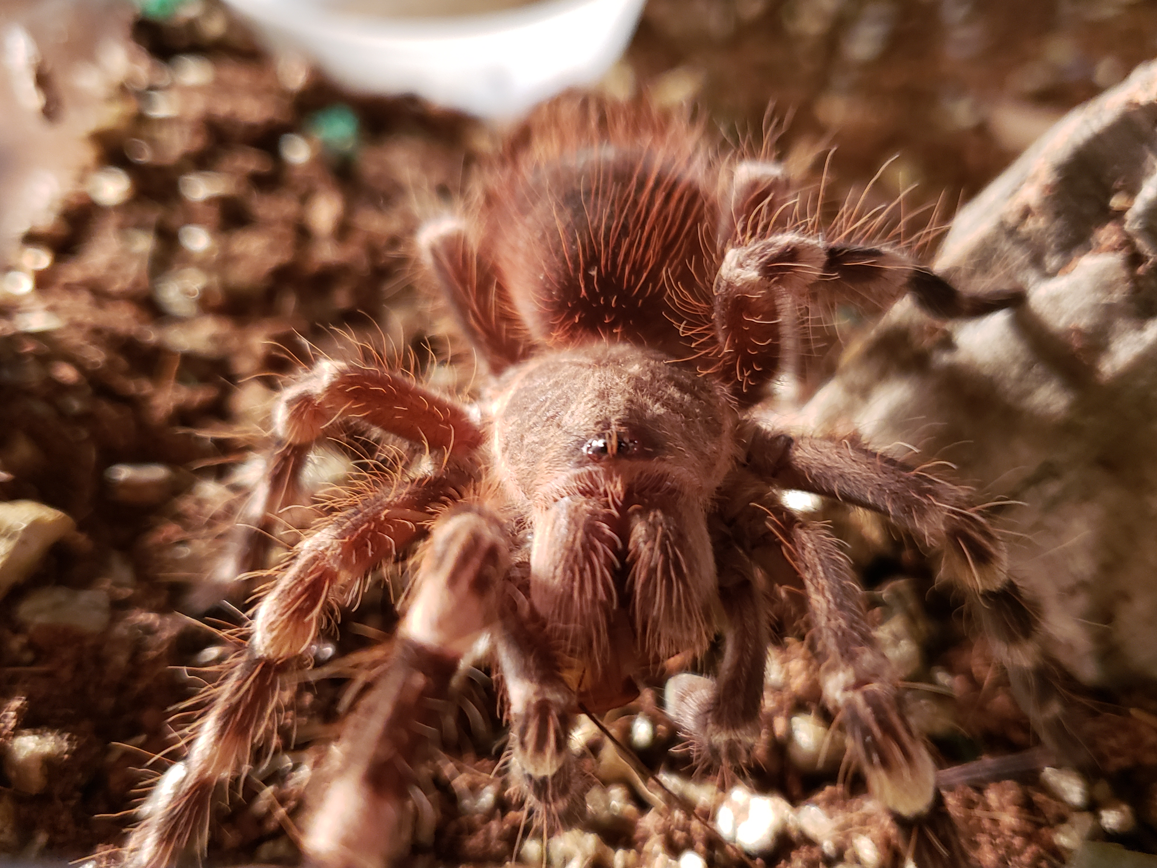 Acanthoscurria geniculata