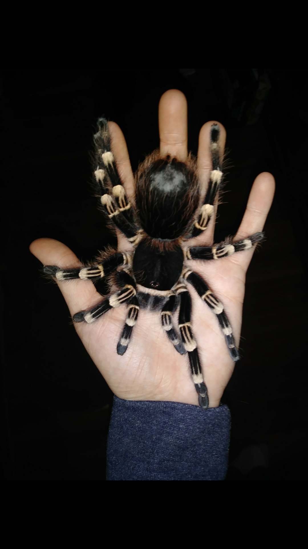 Acanthoscurria geniculata