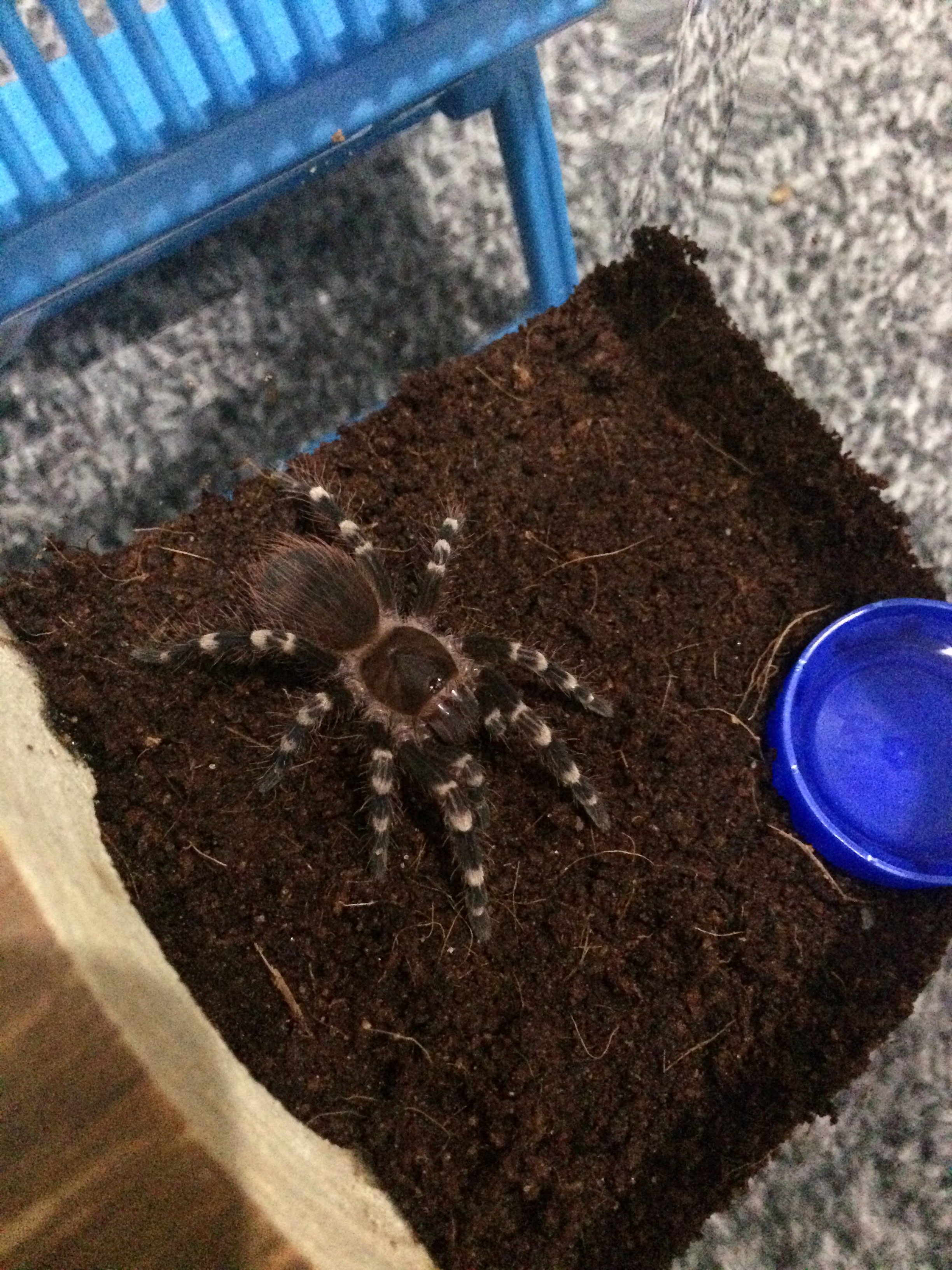 Acanthoscurria Geniculata