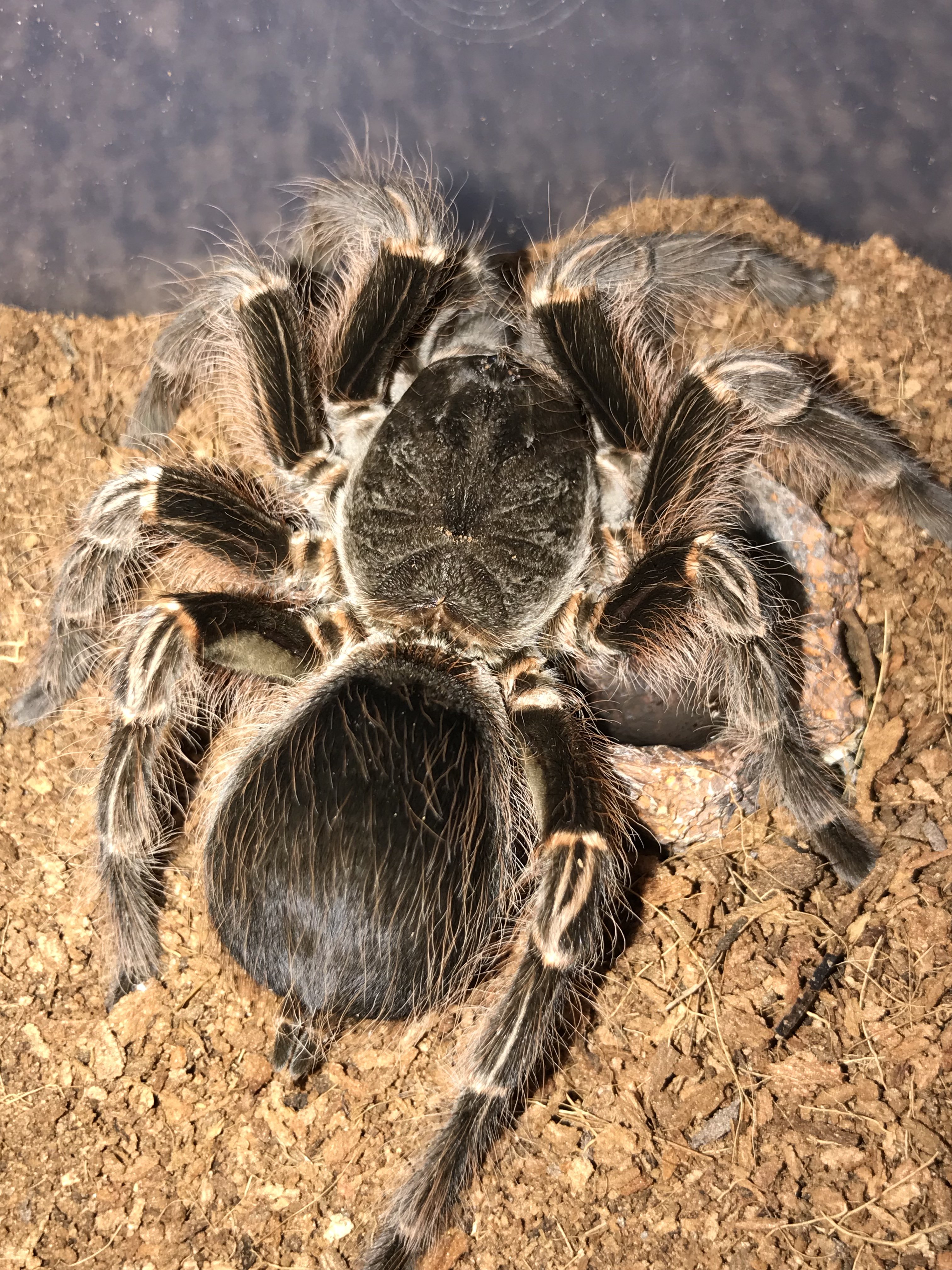 Acanthoscurria Insubtilis