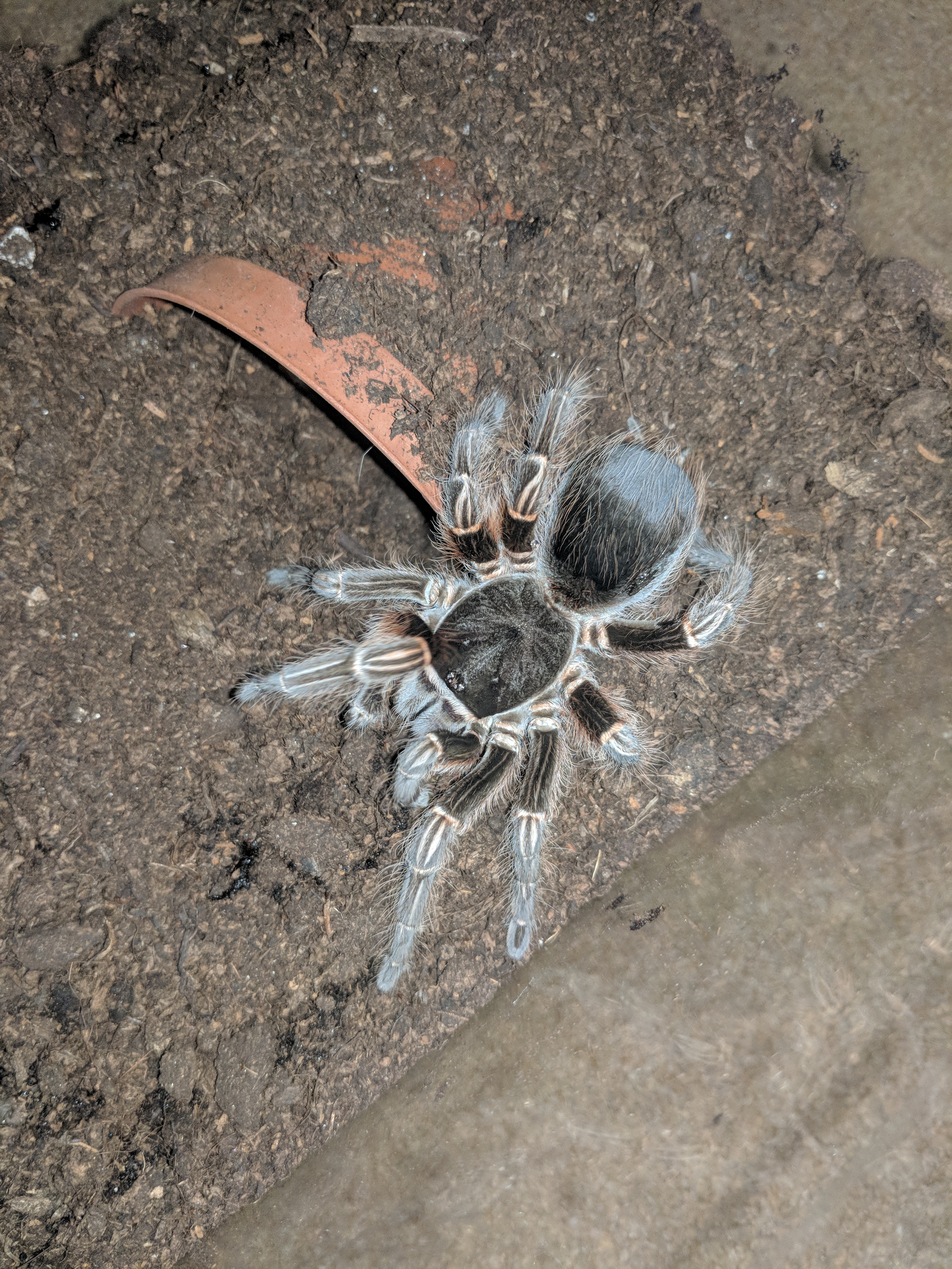 Acanthoscurria Insubtilis