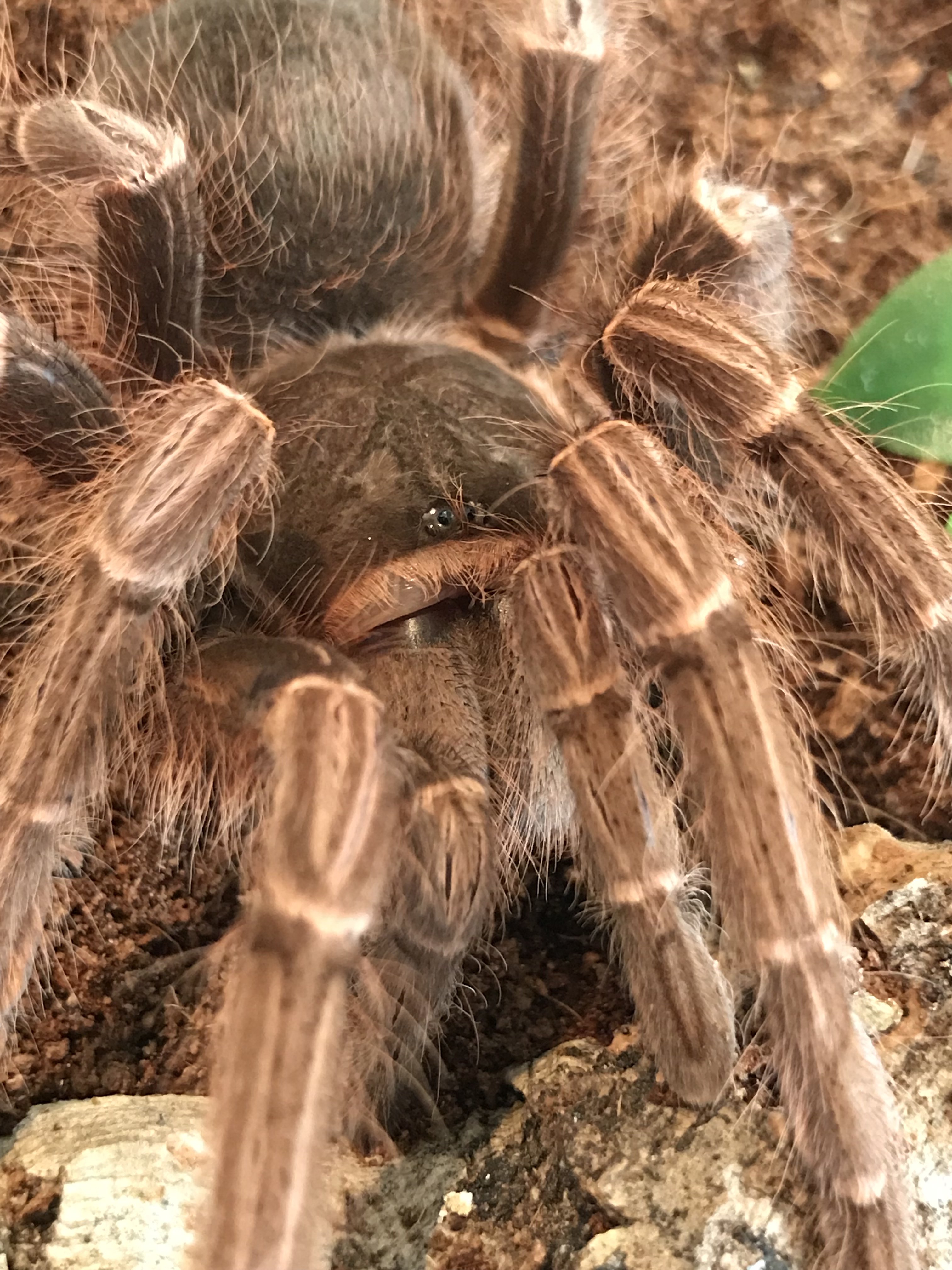 Acanthoscurria Musculosa