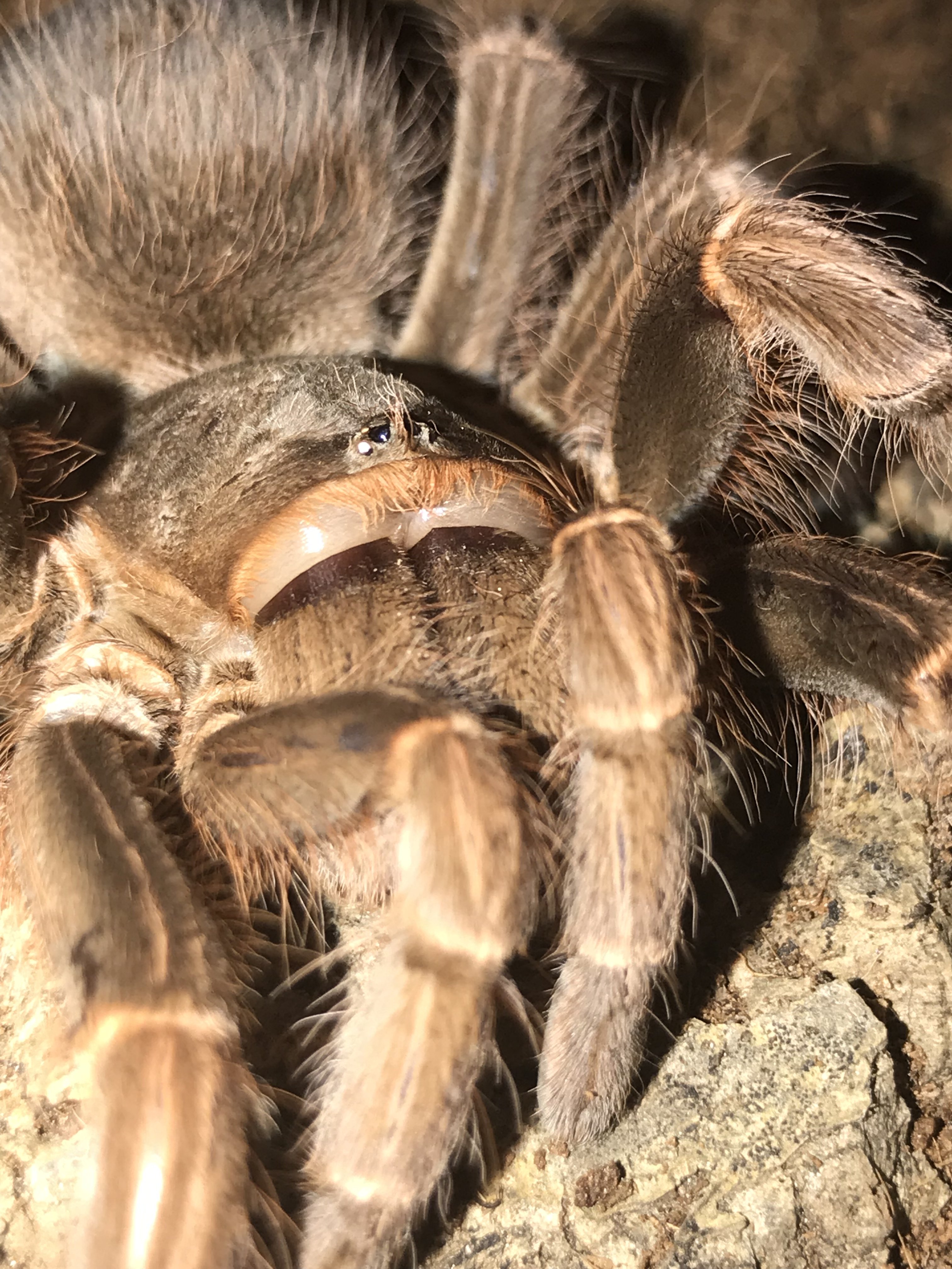 Acanthoscurria Musculosa