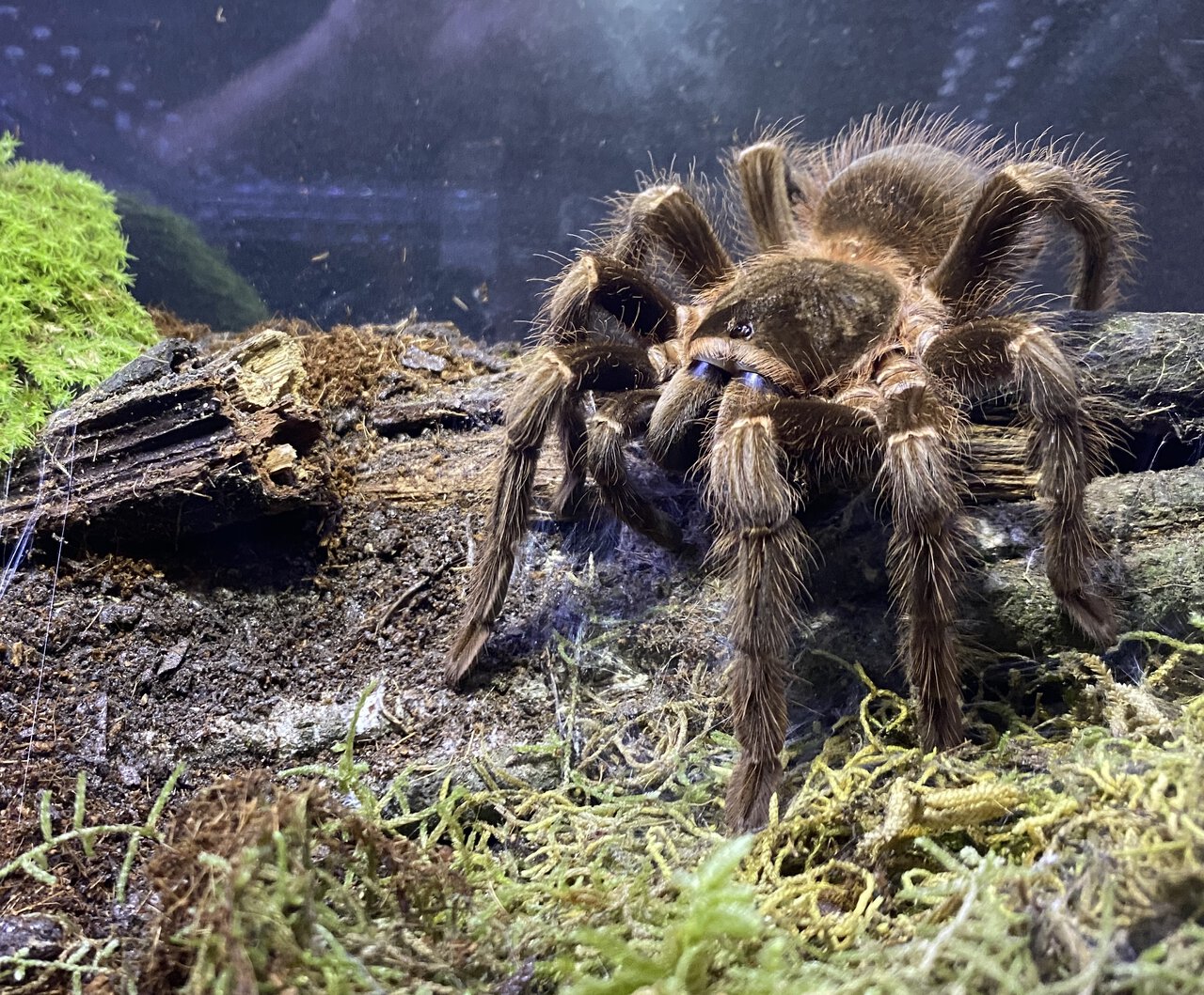 Acanthoscurria paulensis - 7 inches female