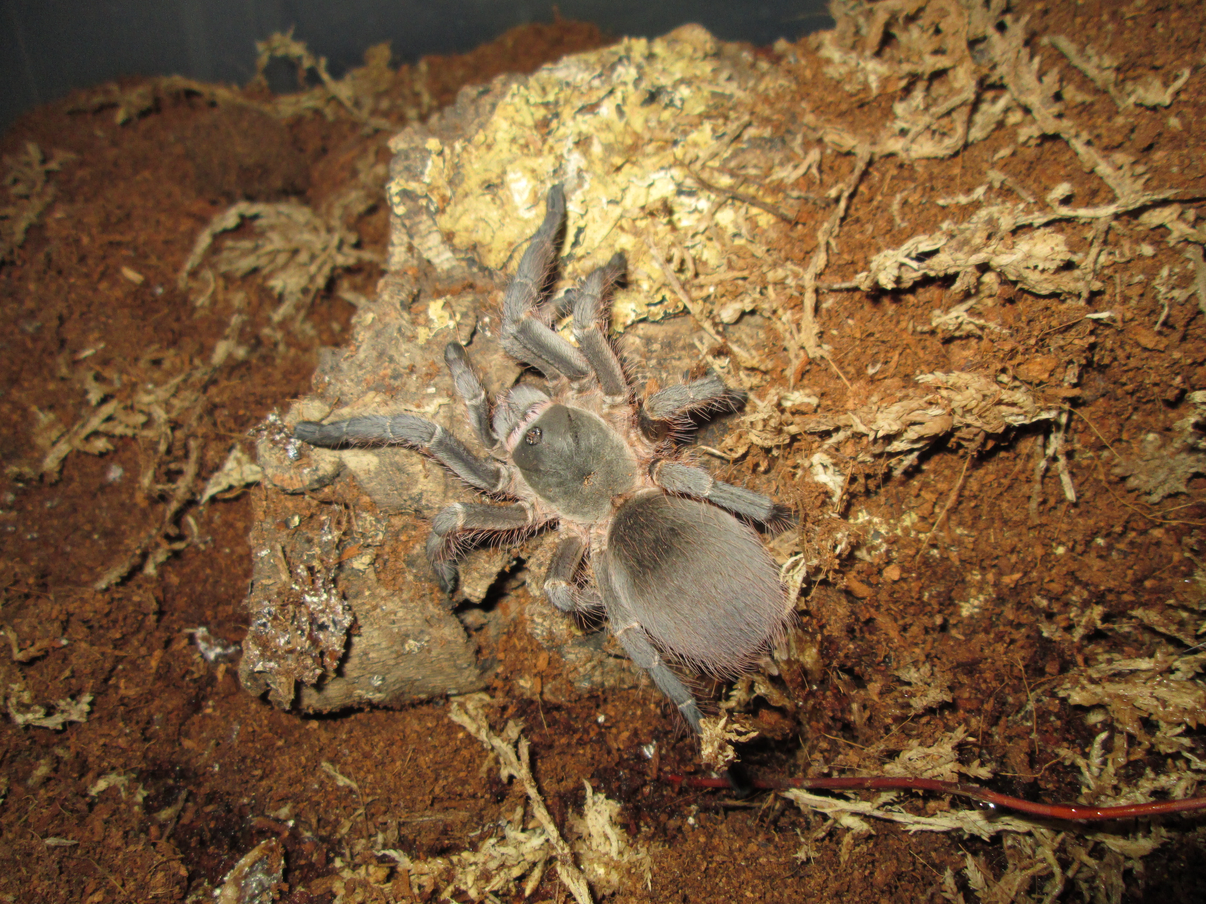 Acanthoscurria Suina-Sulpher Brown