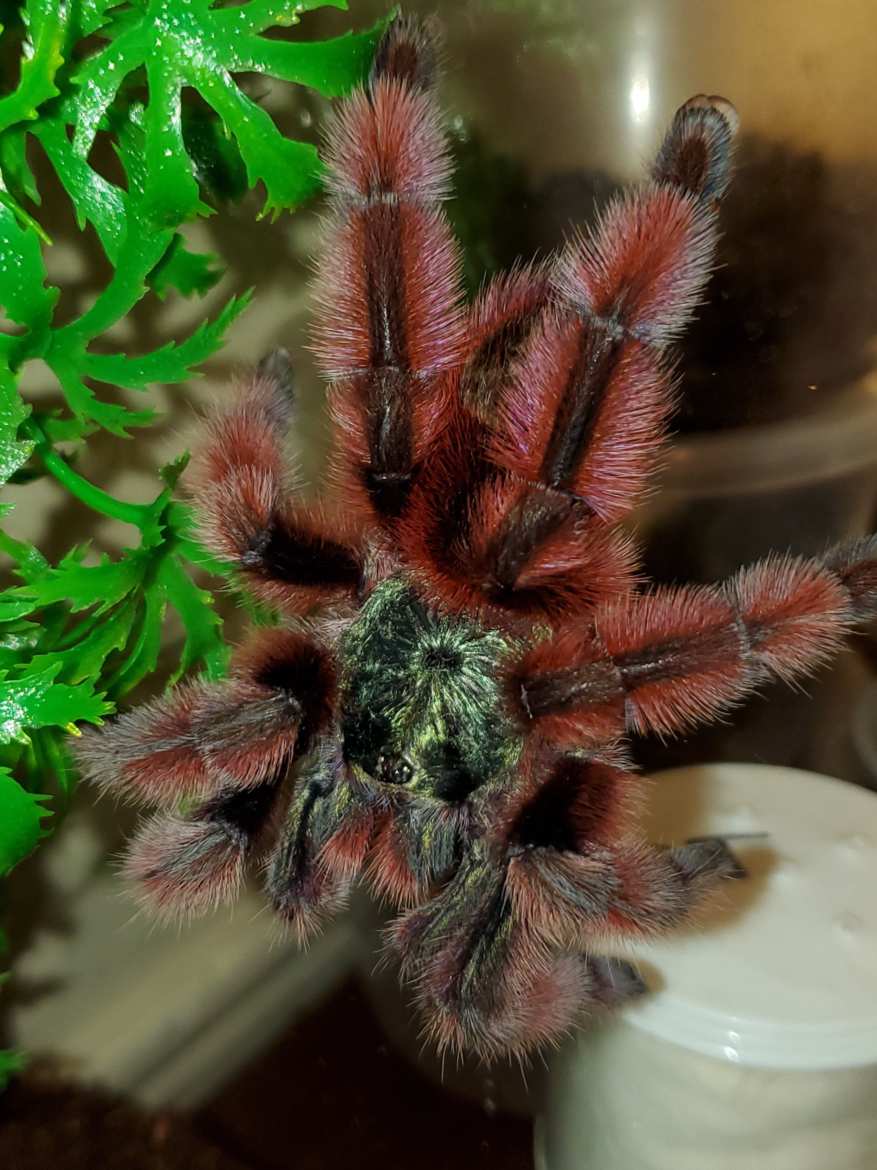 Adult female Caribena versicolor