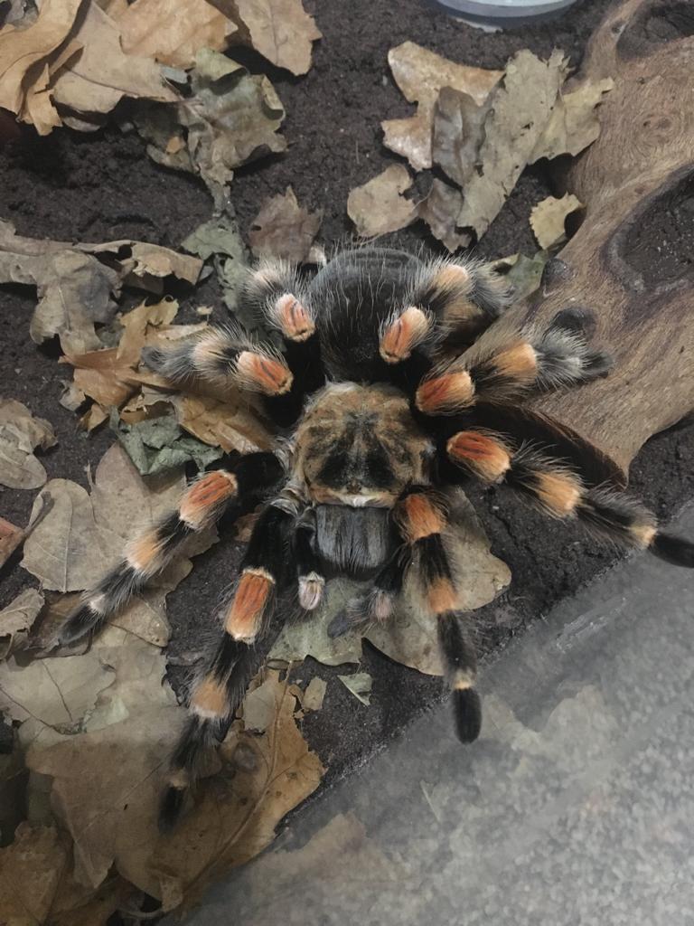 AF B. Smithi