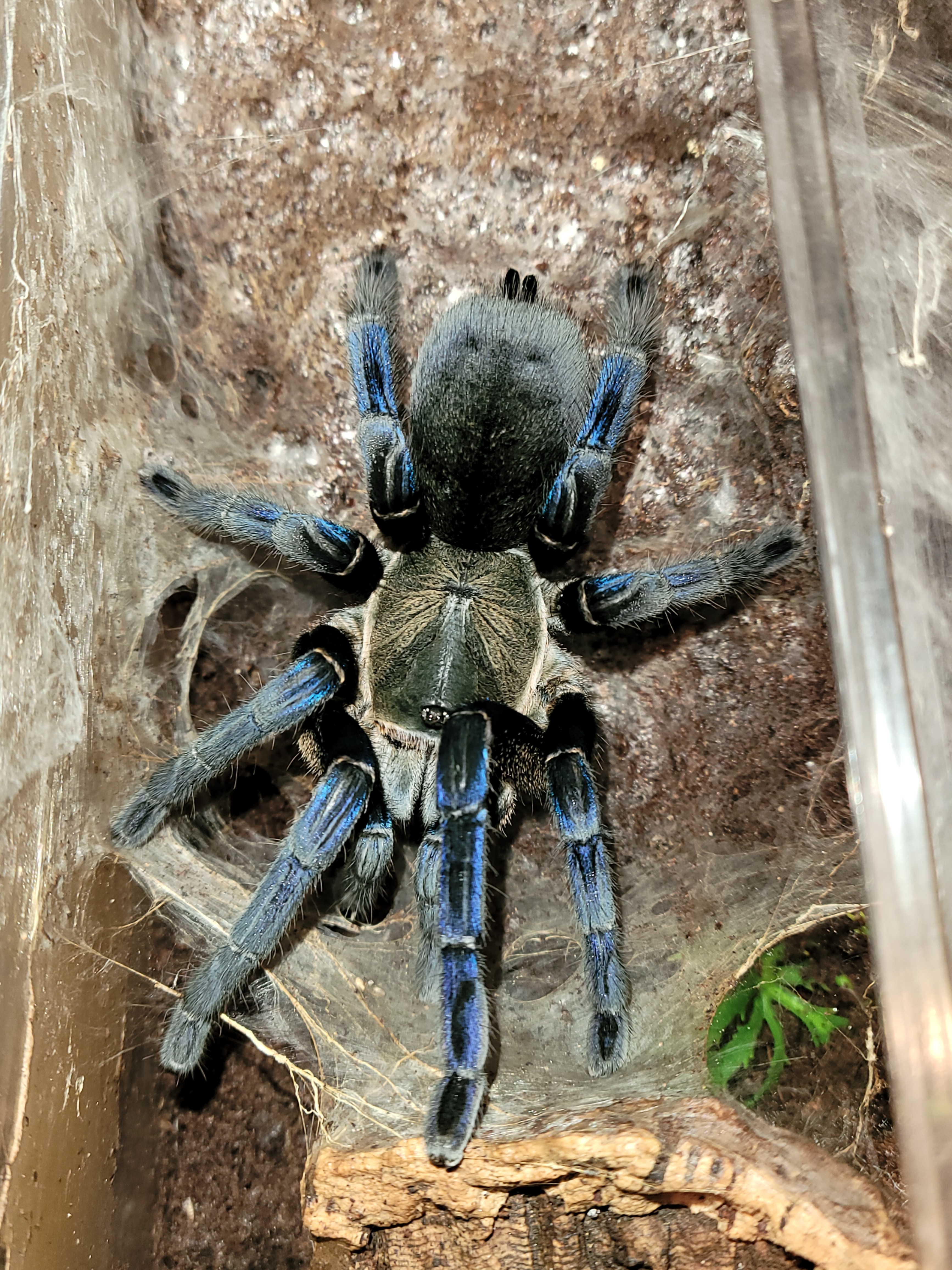 AF  C. lividus. "Alice"