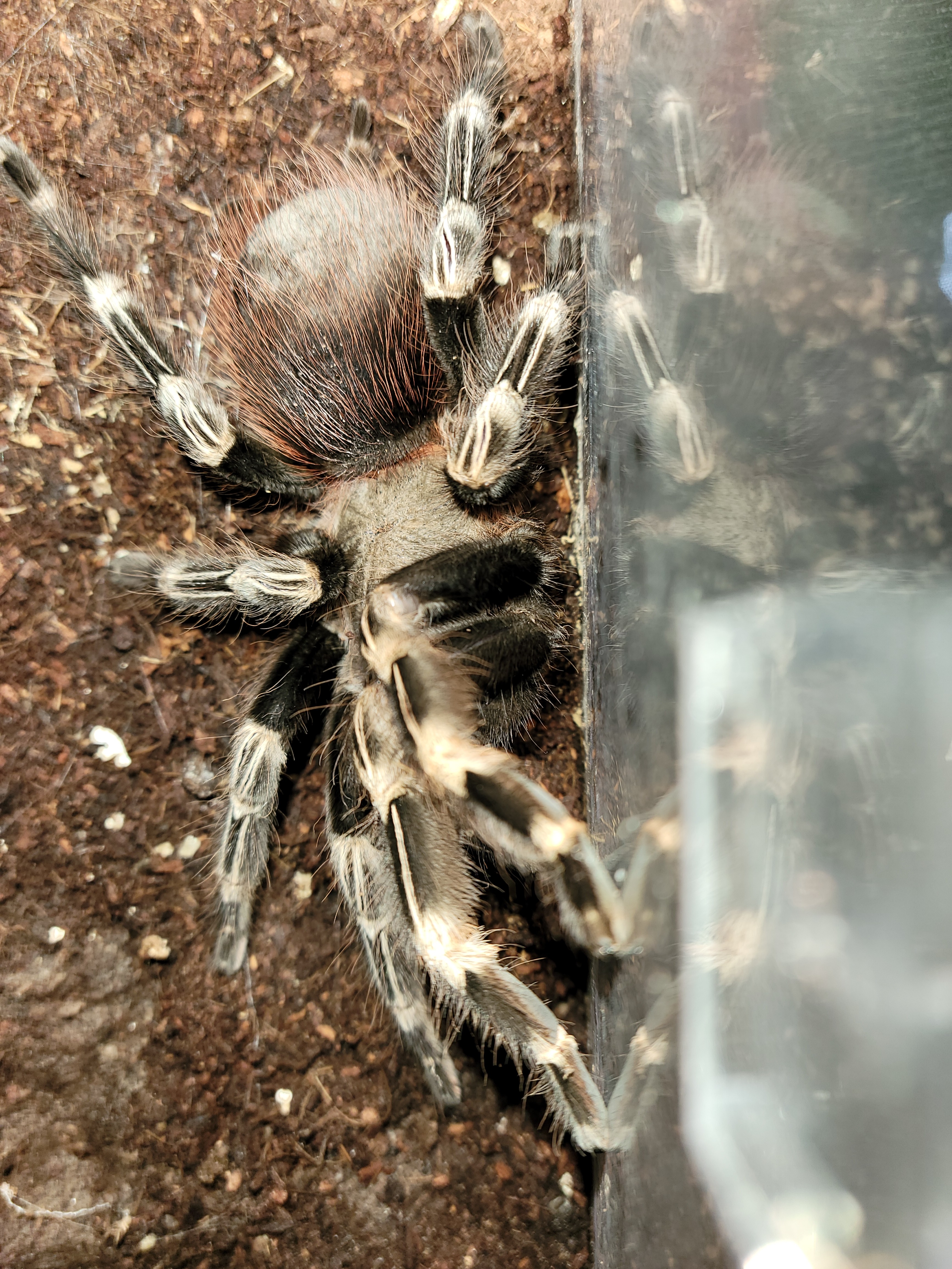 AF N. chromatus--Bellatrix