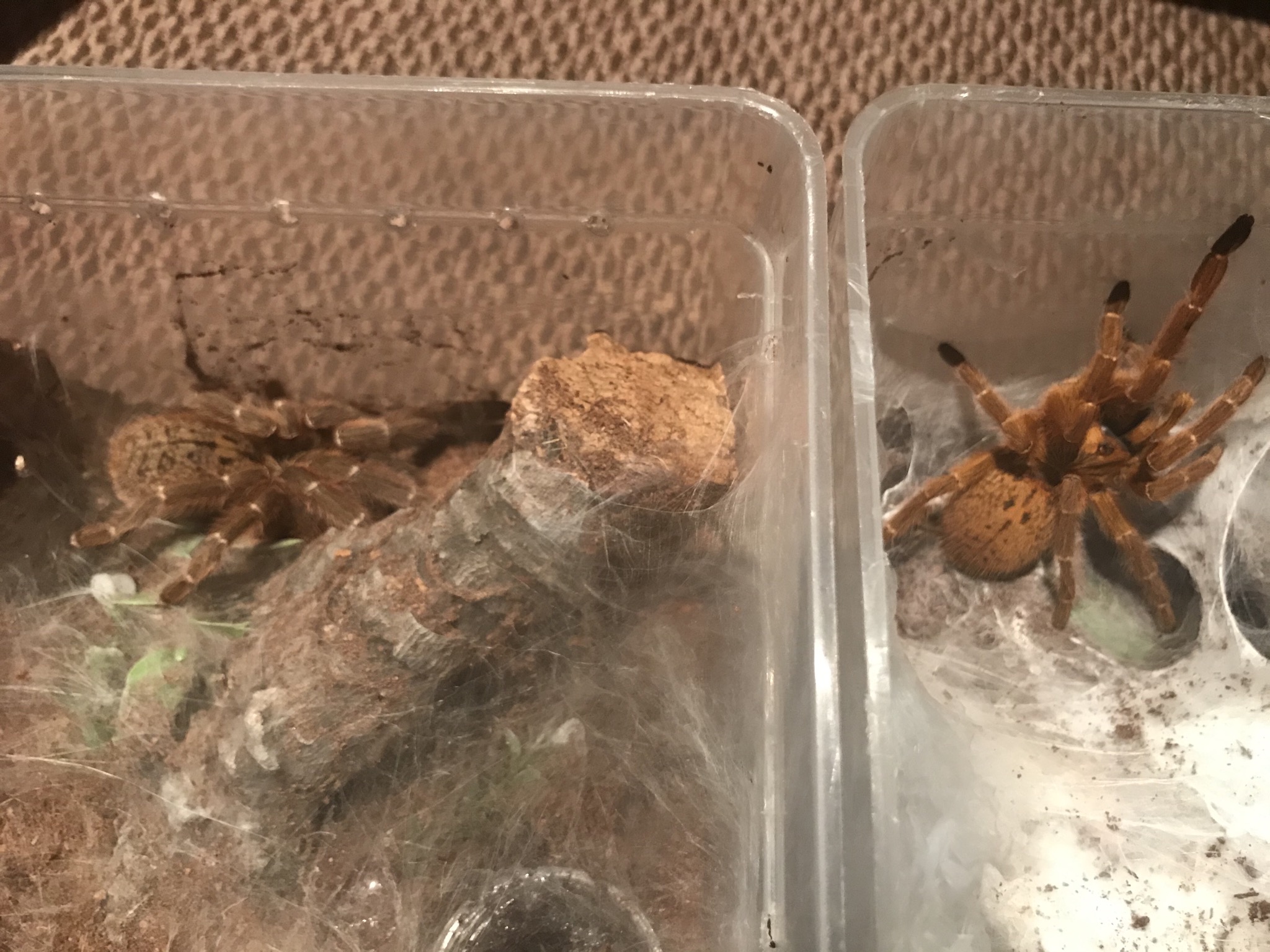 AF OBT’s
