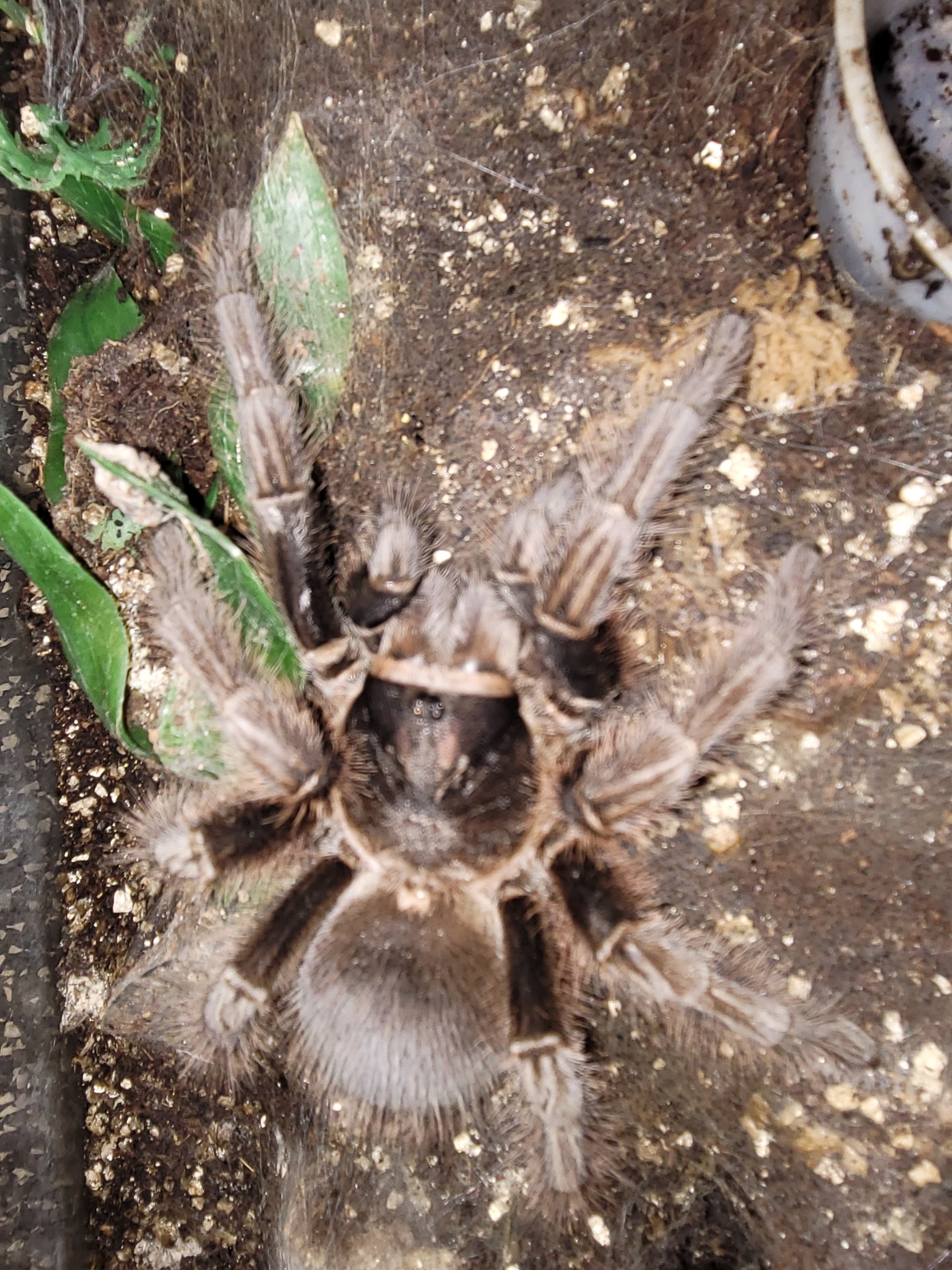 AF P. cancerides