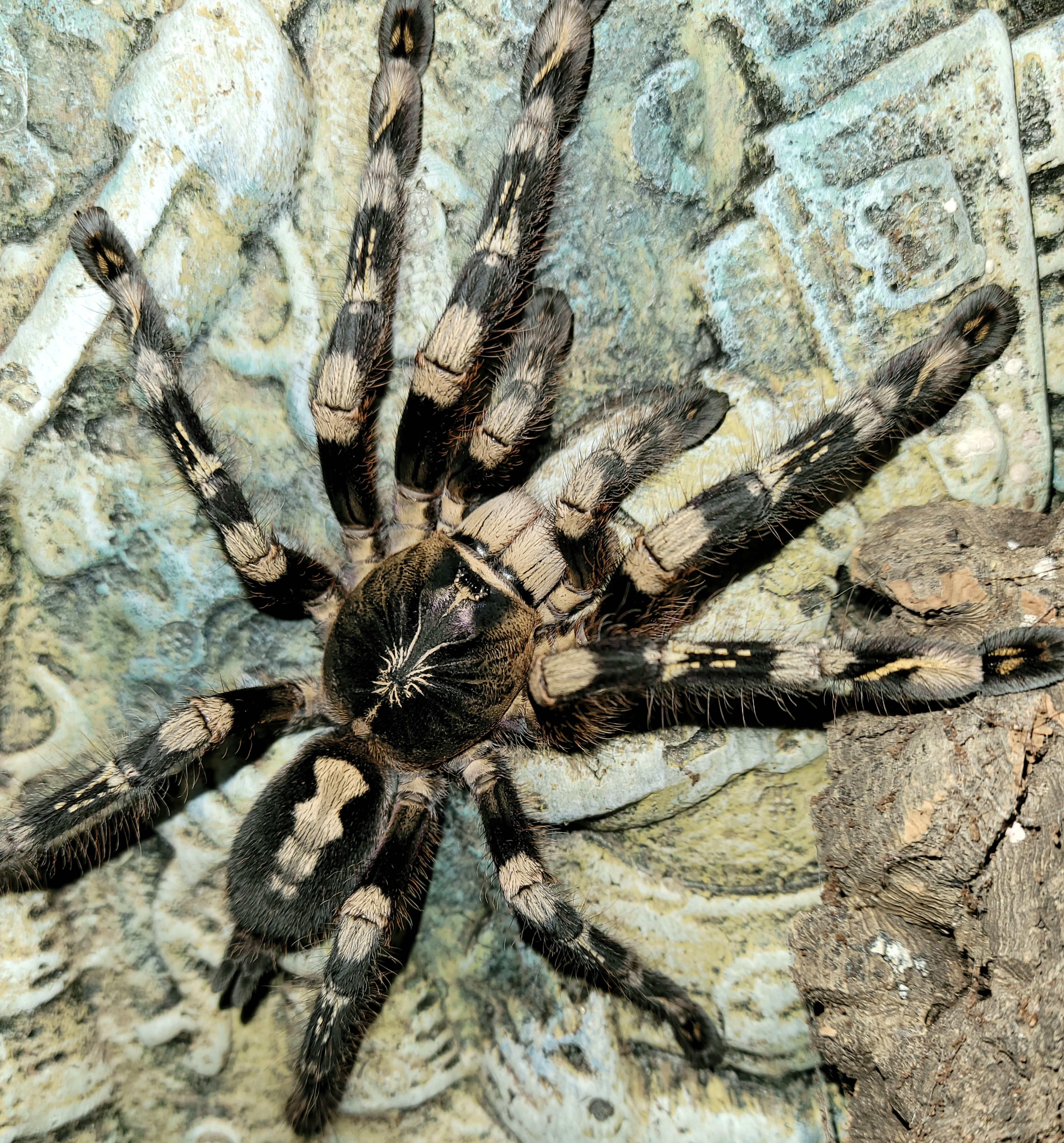 AF P. subfusca  Daenerys