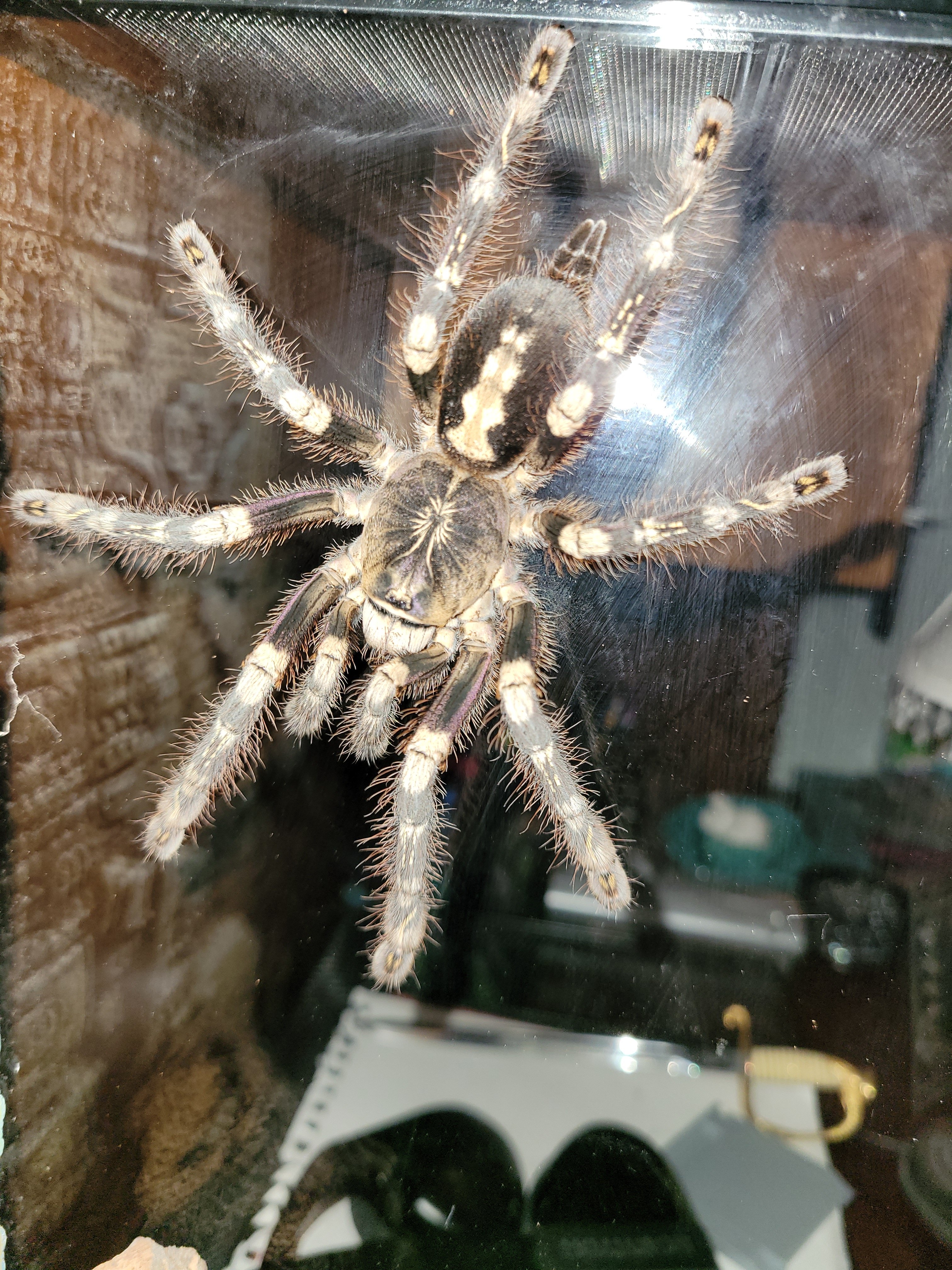 AF subfusca lowland