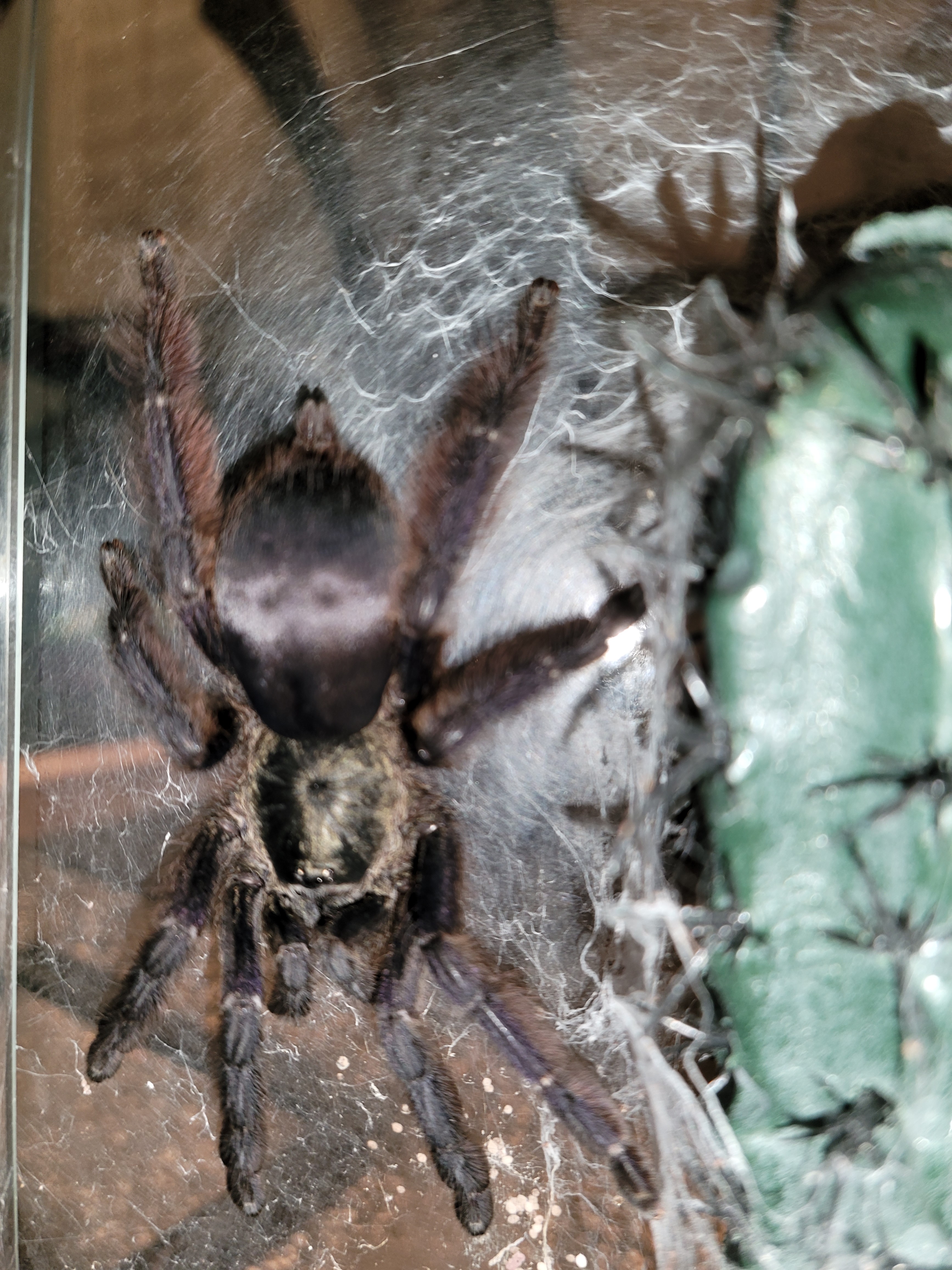 AF T. violaceus--Ursula