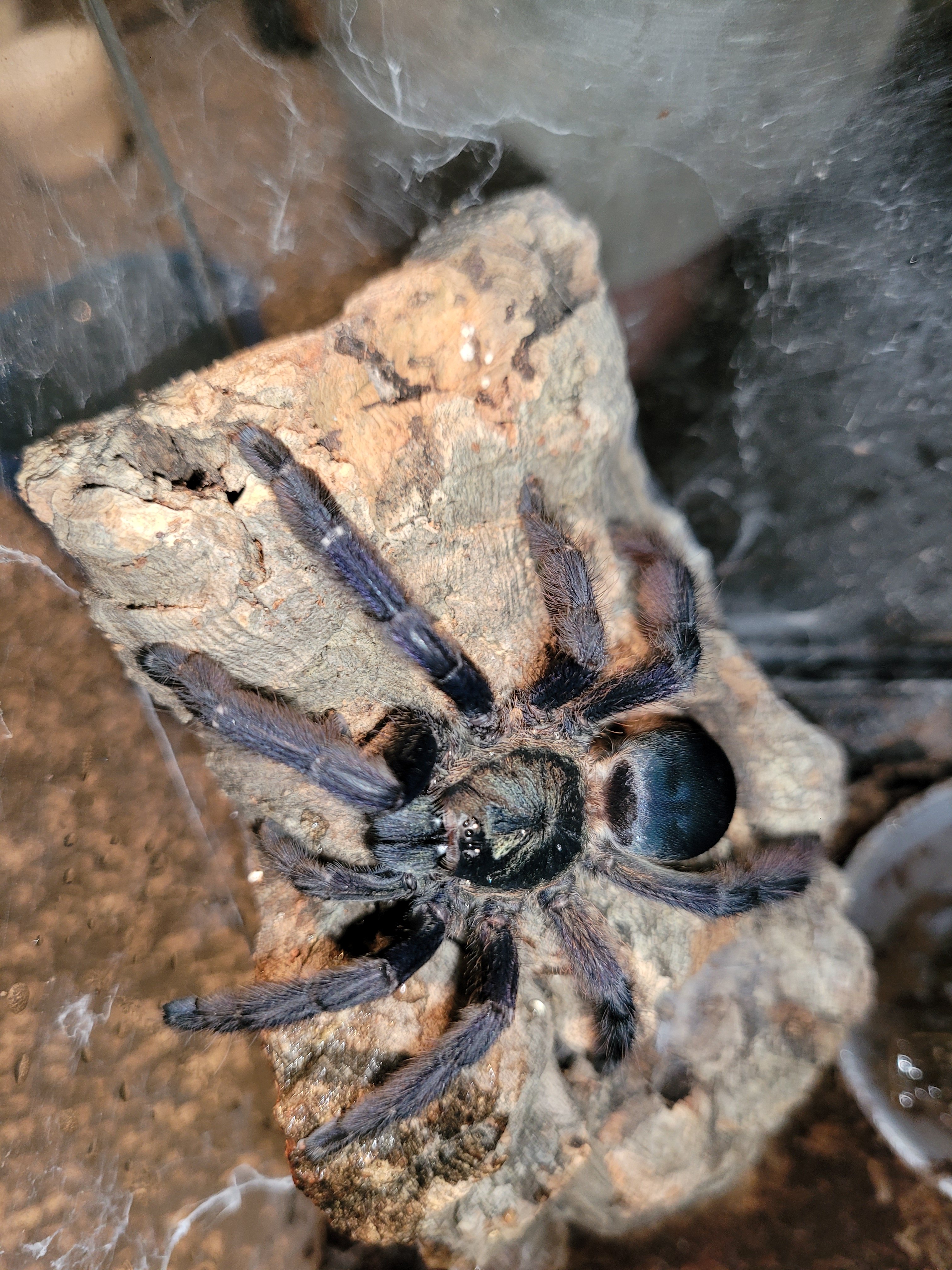 AF T. Violaceus