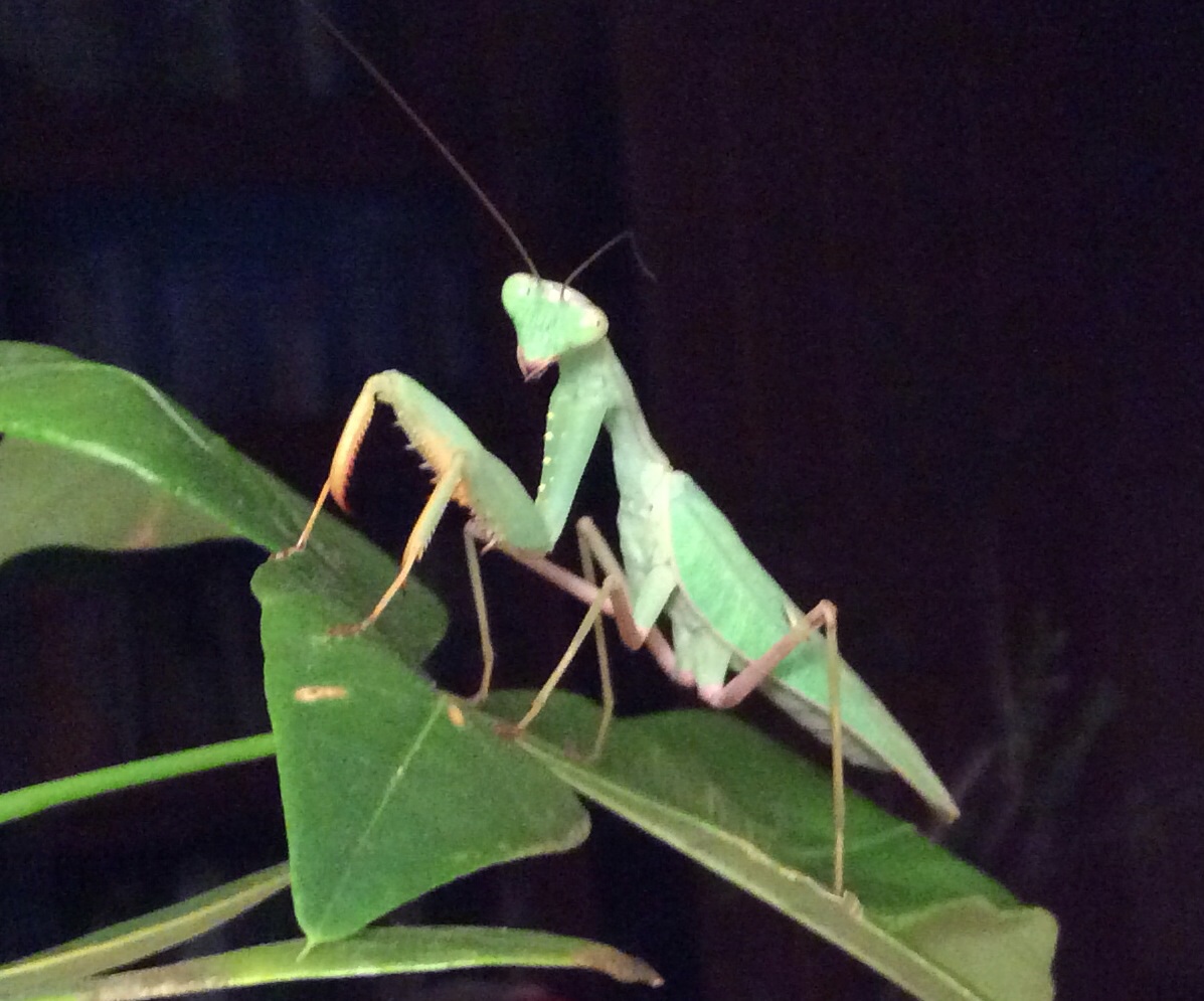 African lined mantid
