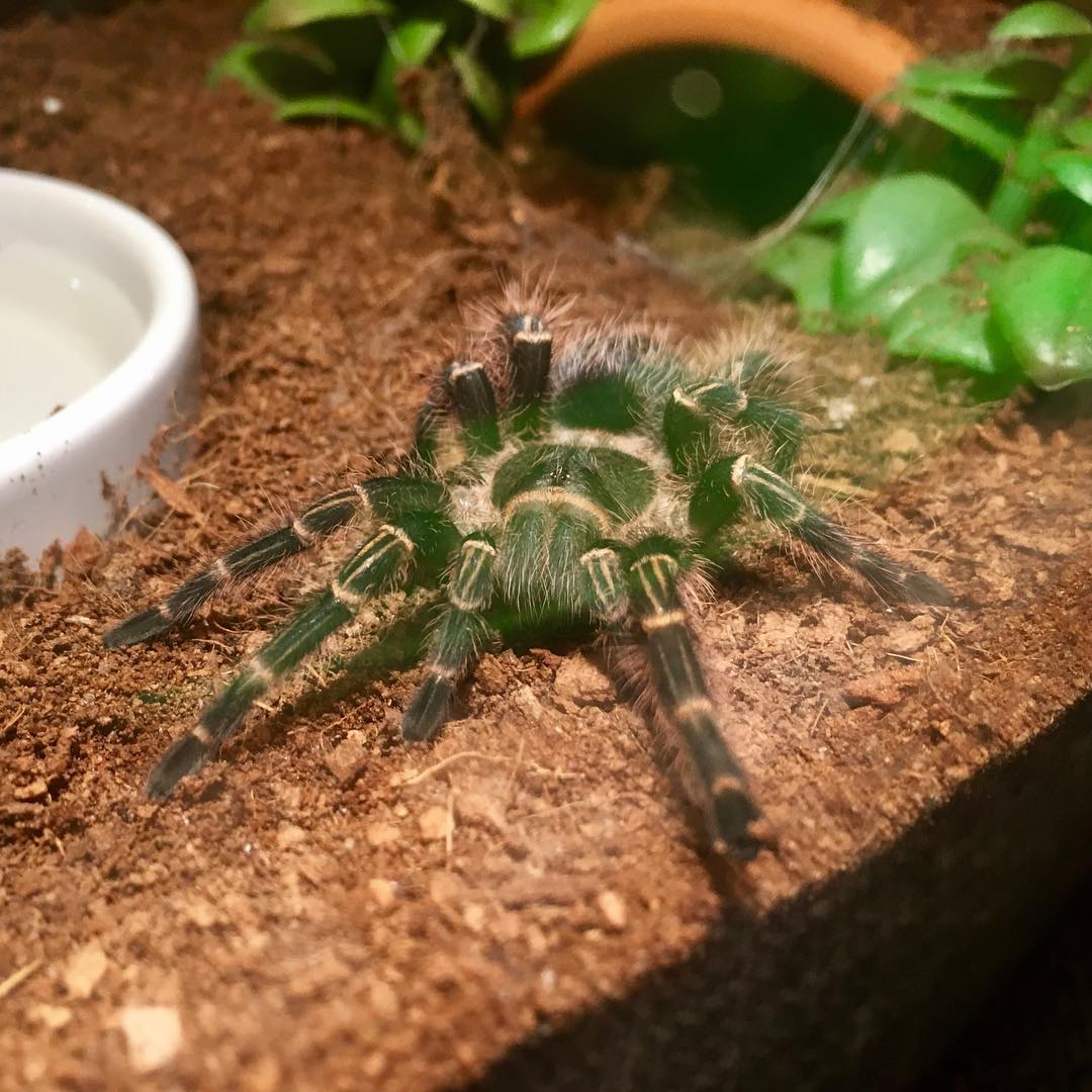 After molting
