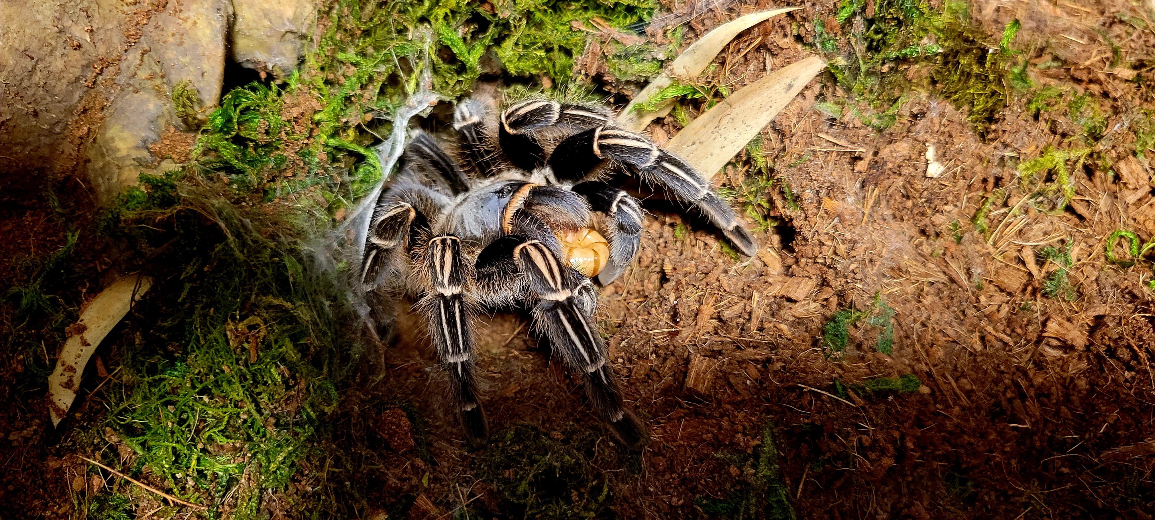 Alphonopelma seemanii