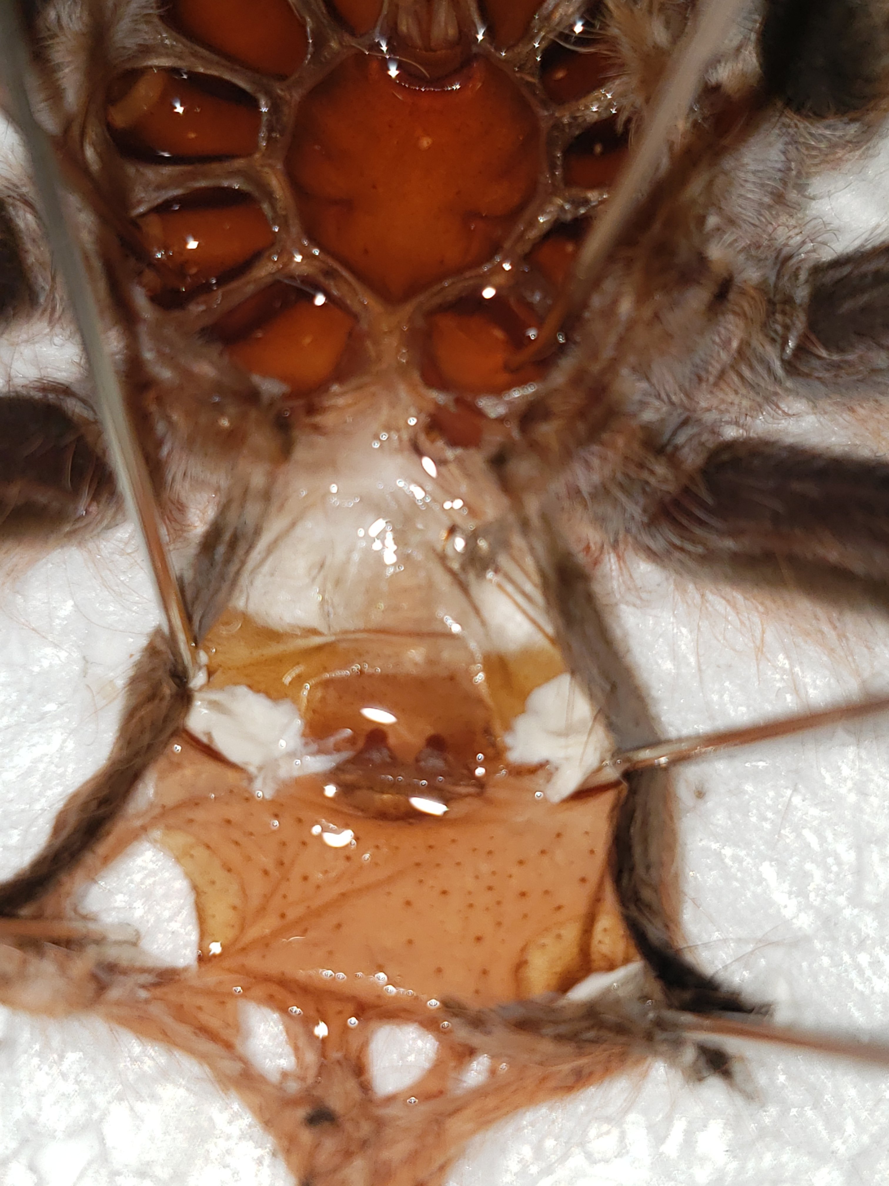 Alphonopelma seemanni