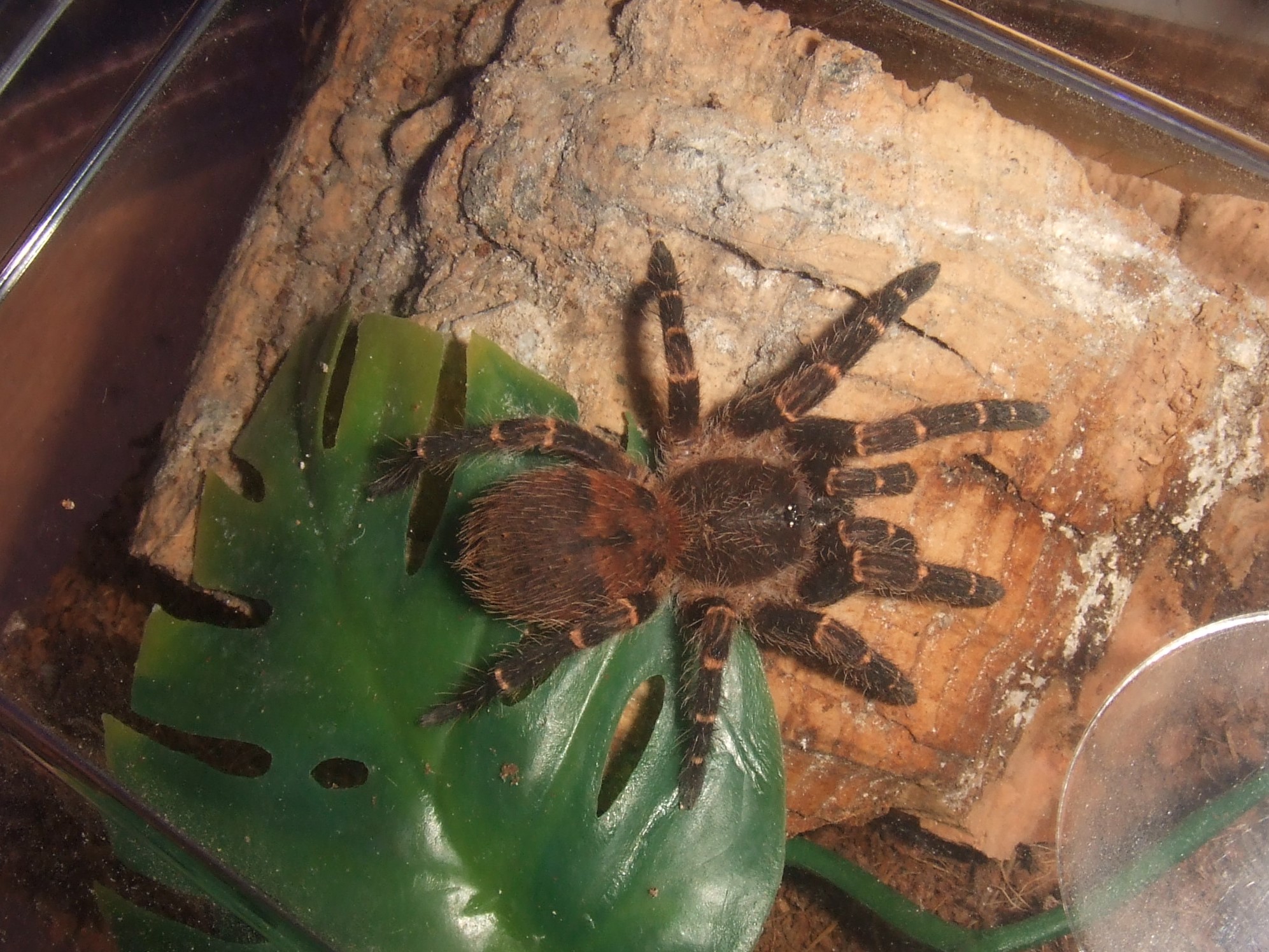 Ami sp. Panama - Palma