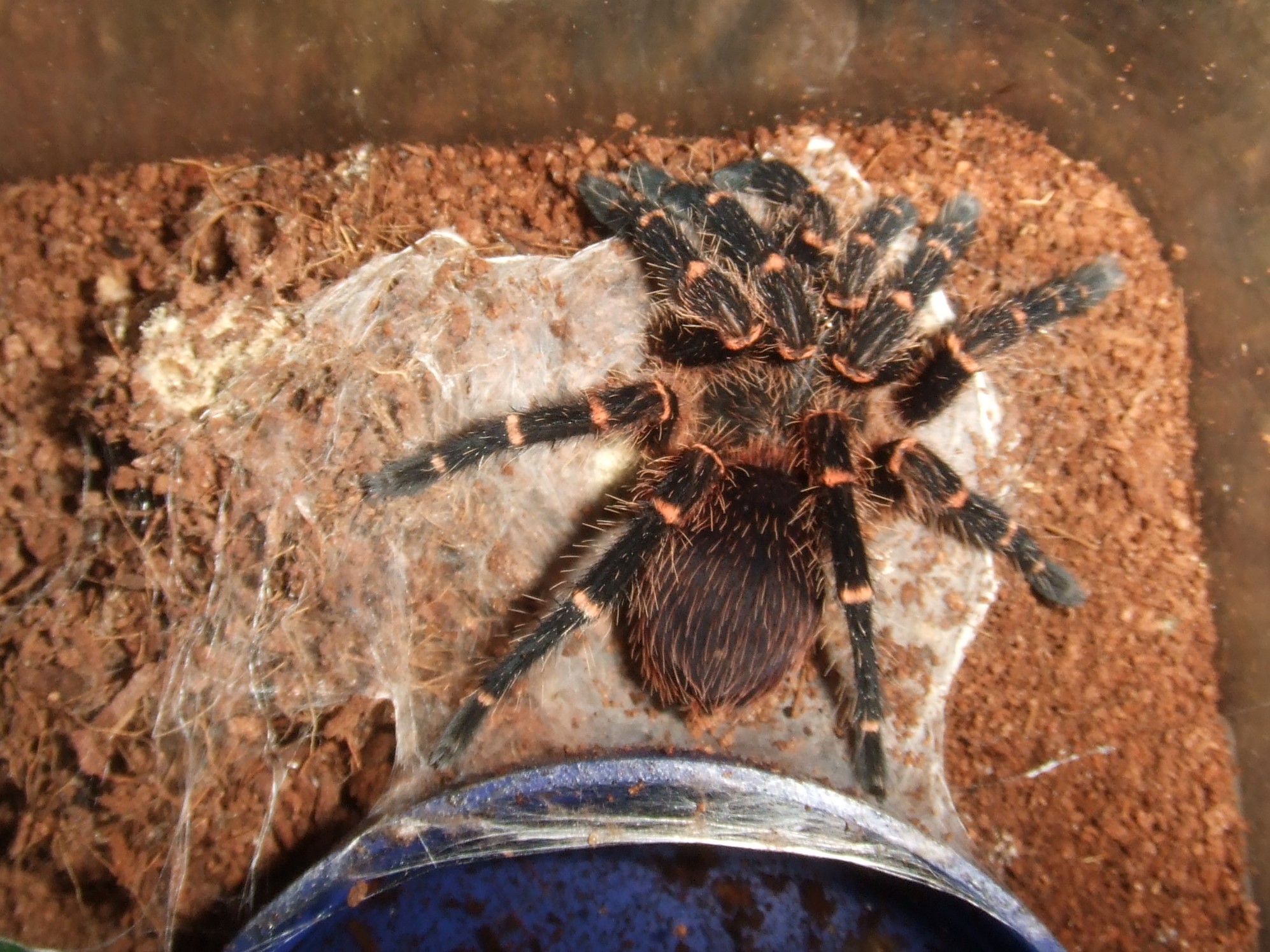 Ami sp. Panama - Palma