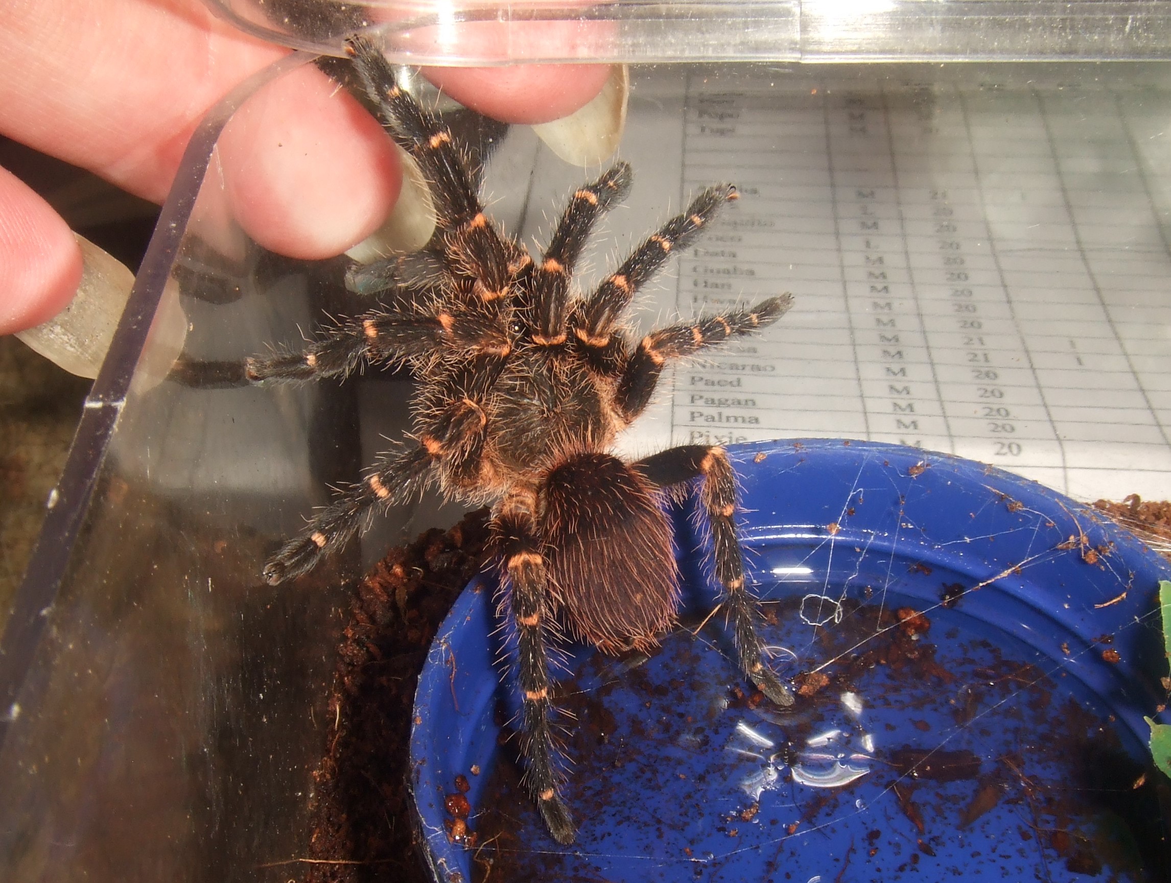 Ami sp. panama - Palma