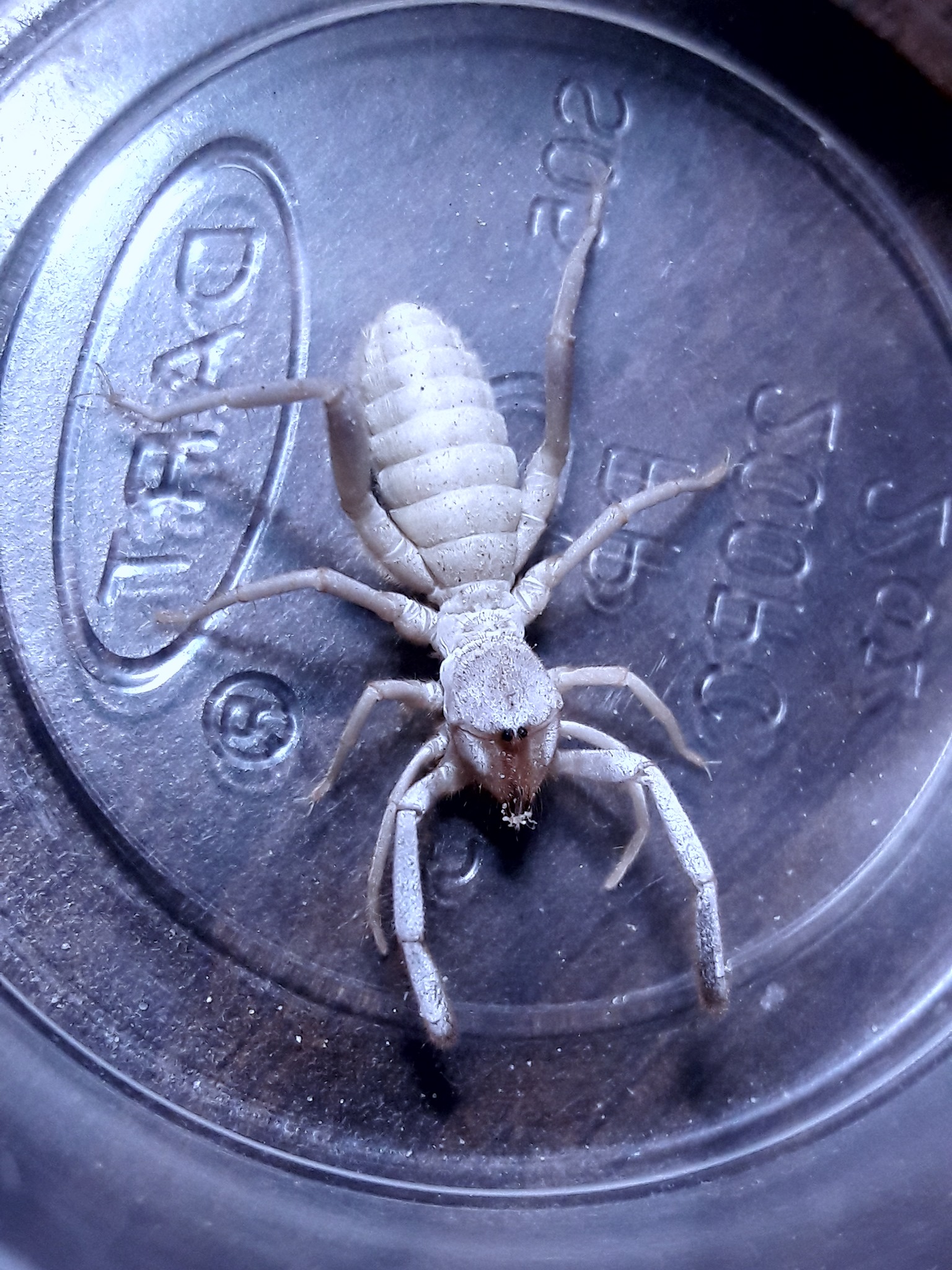 Ammotrecha sp