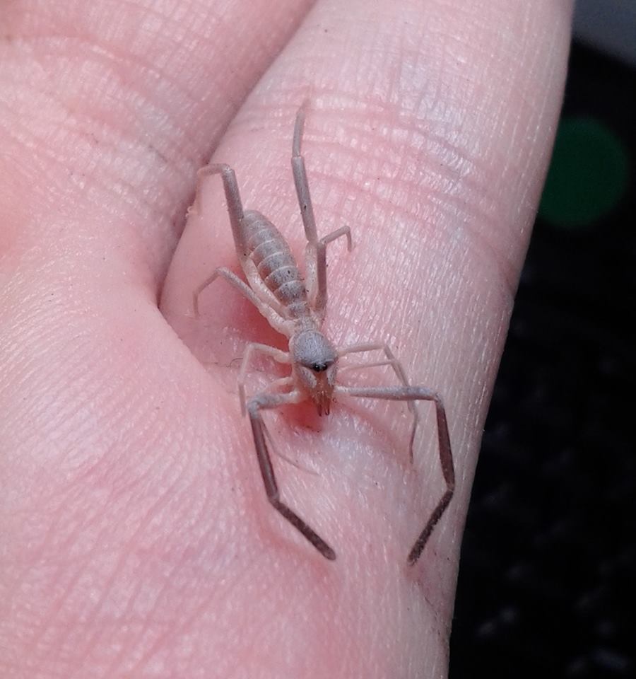 Ammotrechula sp